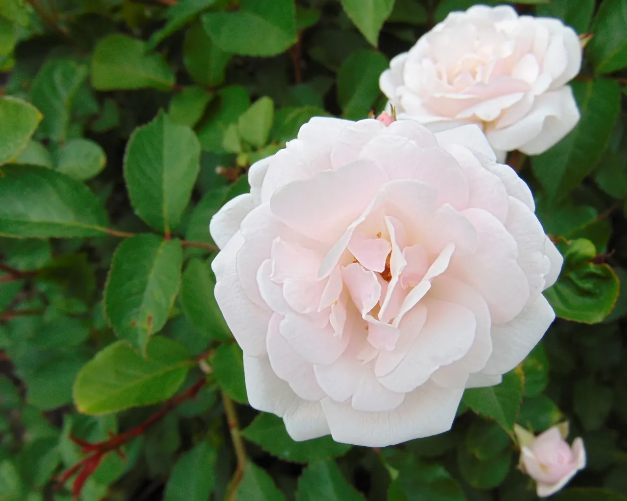 Rose Old Gay Hill Red China (Rosa 'Marie Pavie') — The Rose 'Old Gay Hill' or 'Marie Pavie' is a resilient China rose that offers prolific