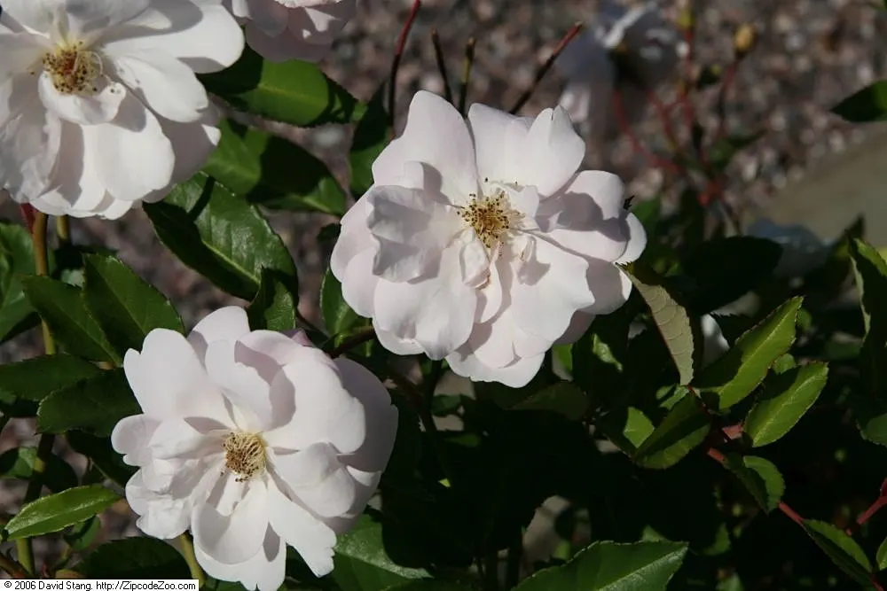 Rose Old Gay Hill Red China (Rosa 'Marie Pavie') — stands as an enchanting addition to any garden with its historical charm and vibrant blossoms