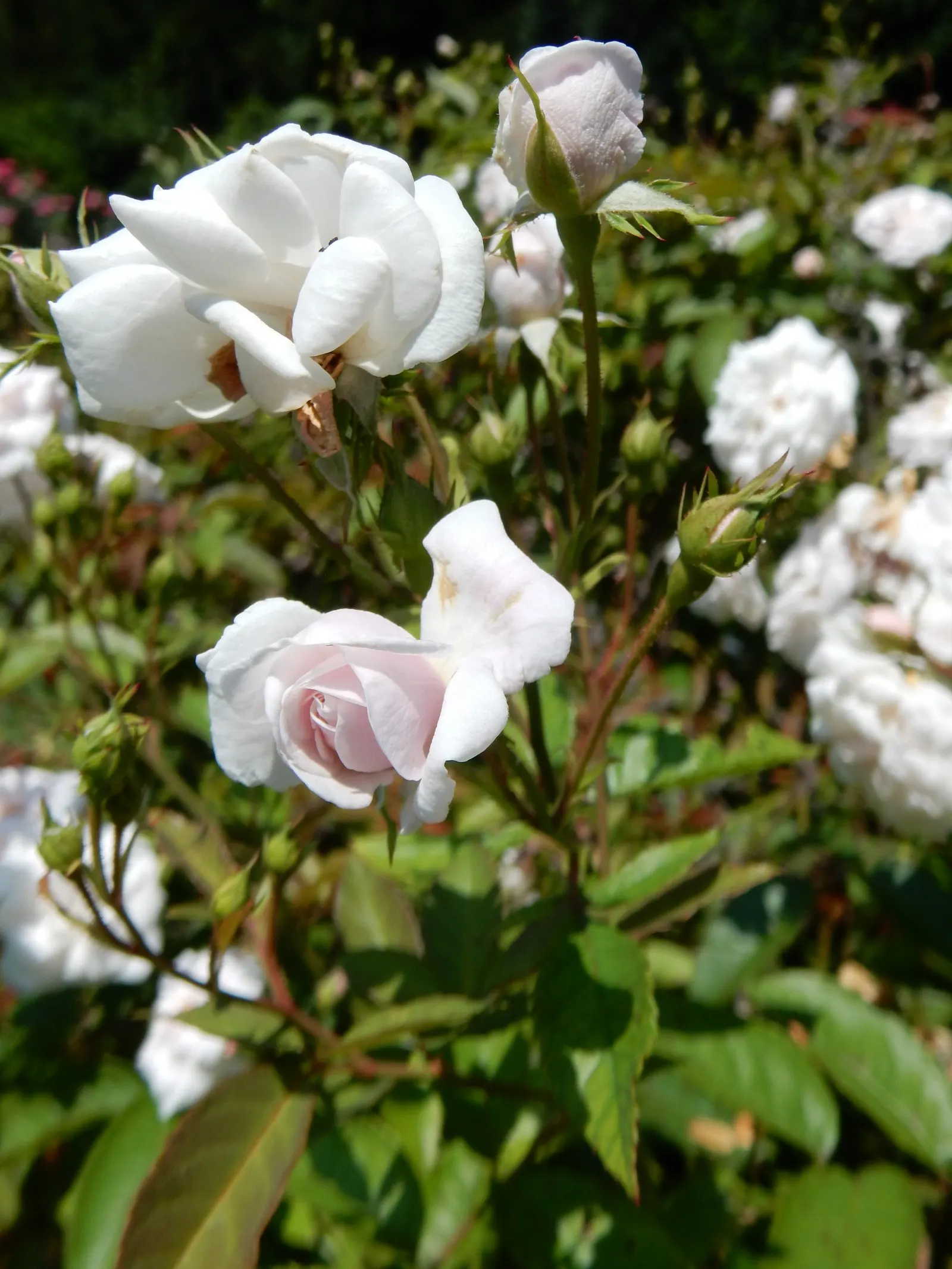 Rose Old Gay Hill Red China (Rosa 'Marie Pavie') — Rosa 'Marie Pavie' exudes a light