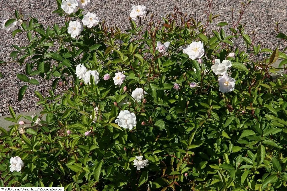 Rose Old Gay Hill Red China (Rosa 'Marie Pavie') — This repeat bloomer is disease-resistant and thrives in USDA zones 6-9, performing best in full sun