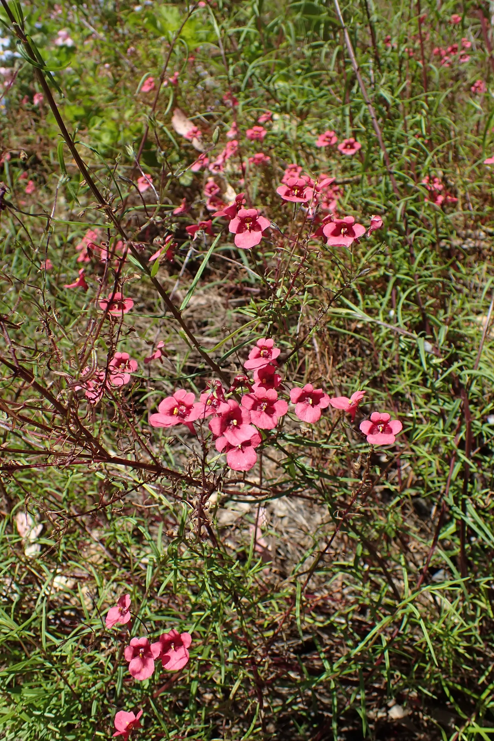 Twinspur (Diascia Integerrima) — Twinspur (Diascia integerrima) is a perennial renowned for its vibrant coral to pink flowers