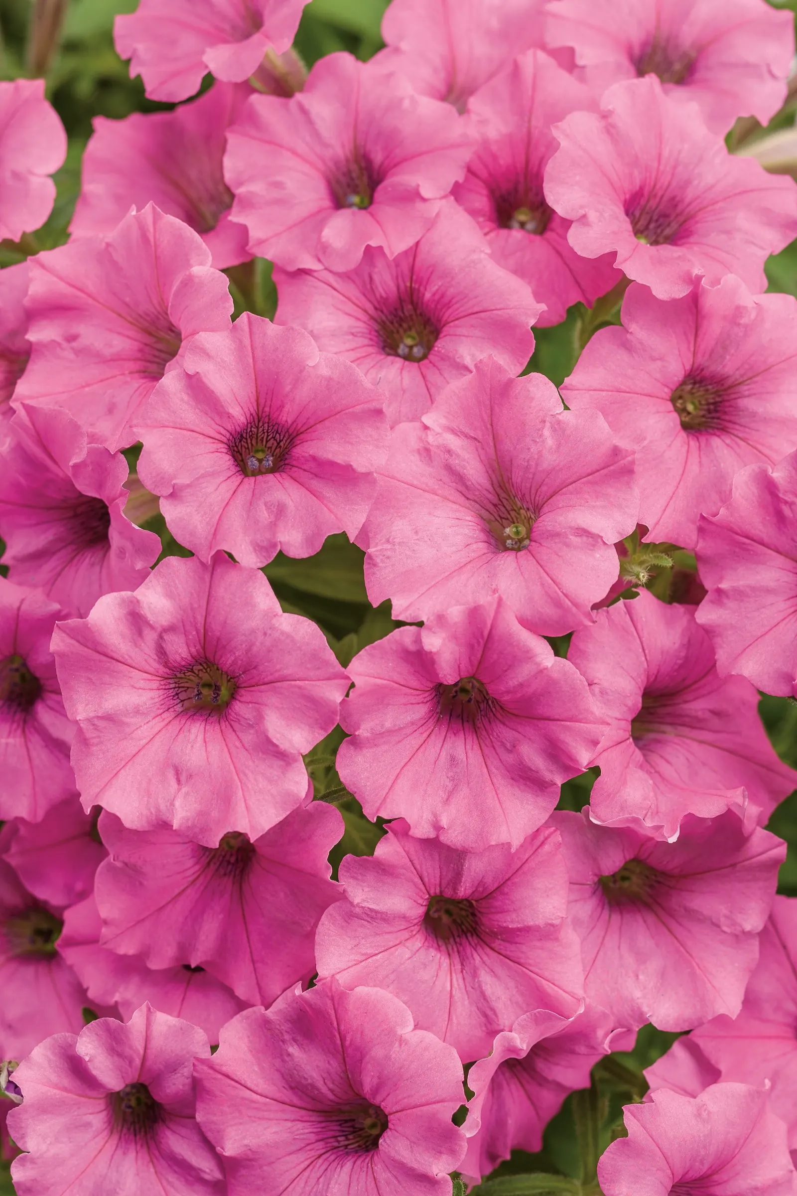Hot Pink Petunia — finely textured display from planting time until hard frost; where the plant can billow