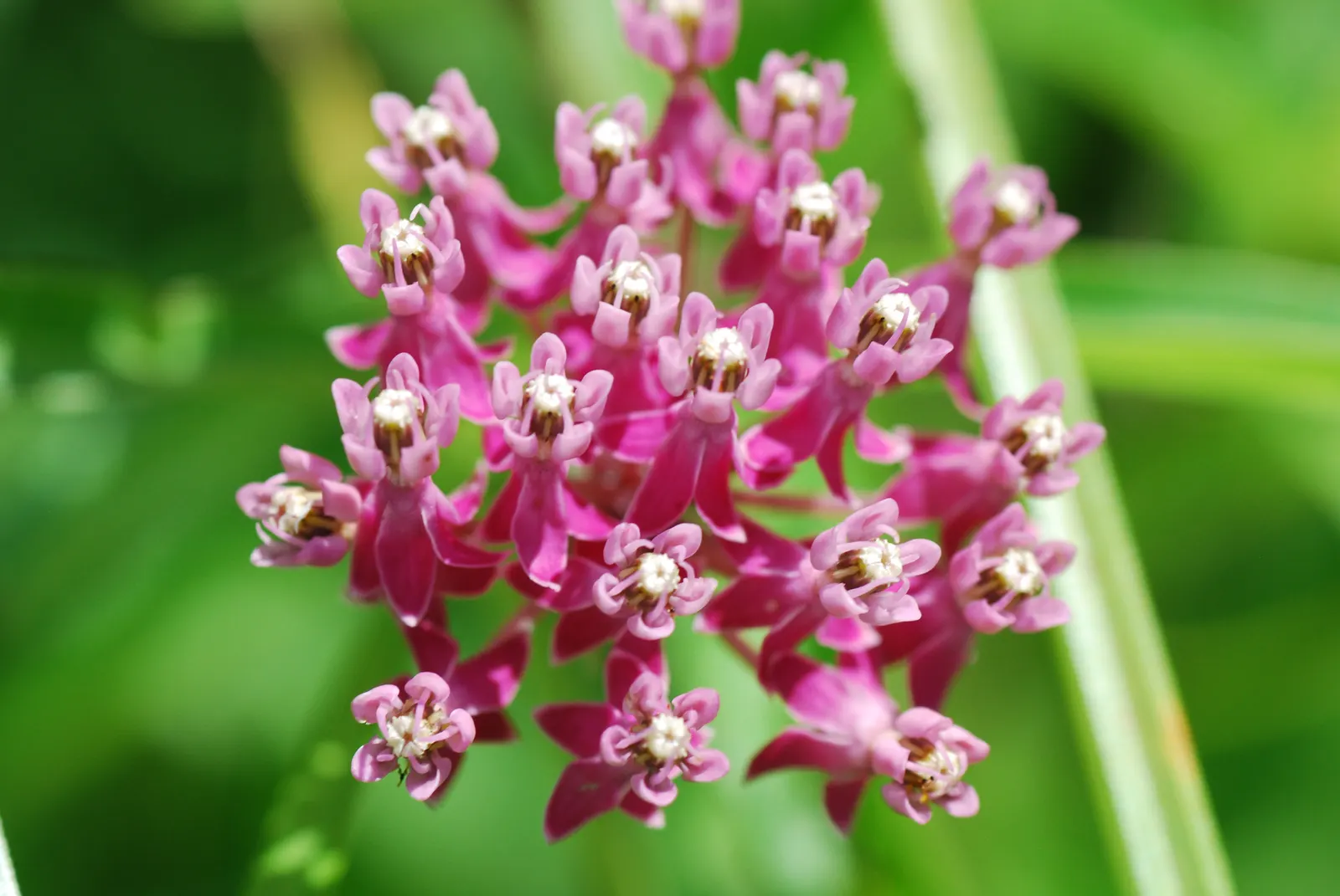 Red Milkweed (Asclepias Incarnata) — being naturally found in wetlands