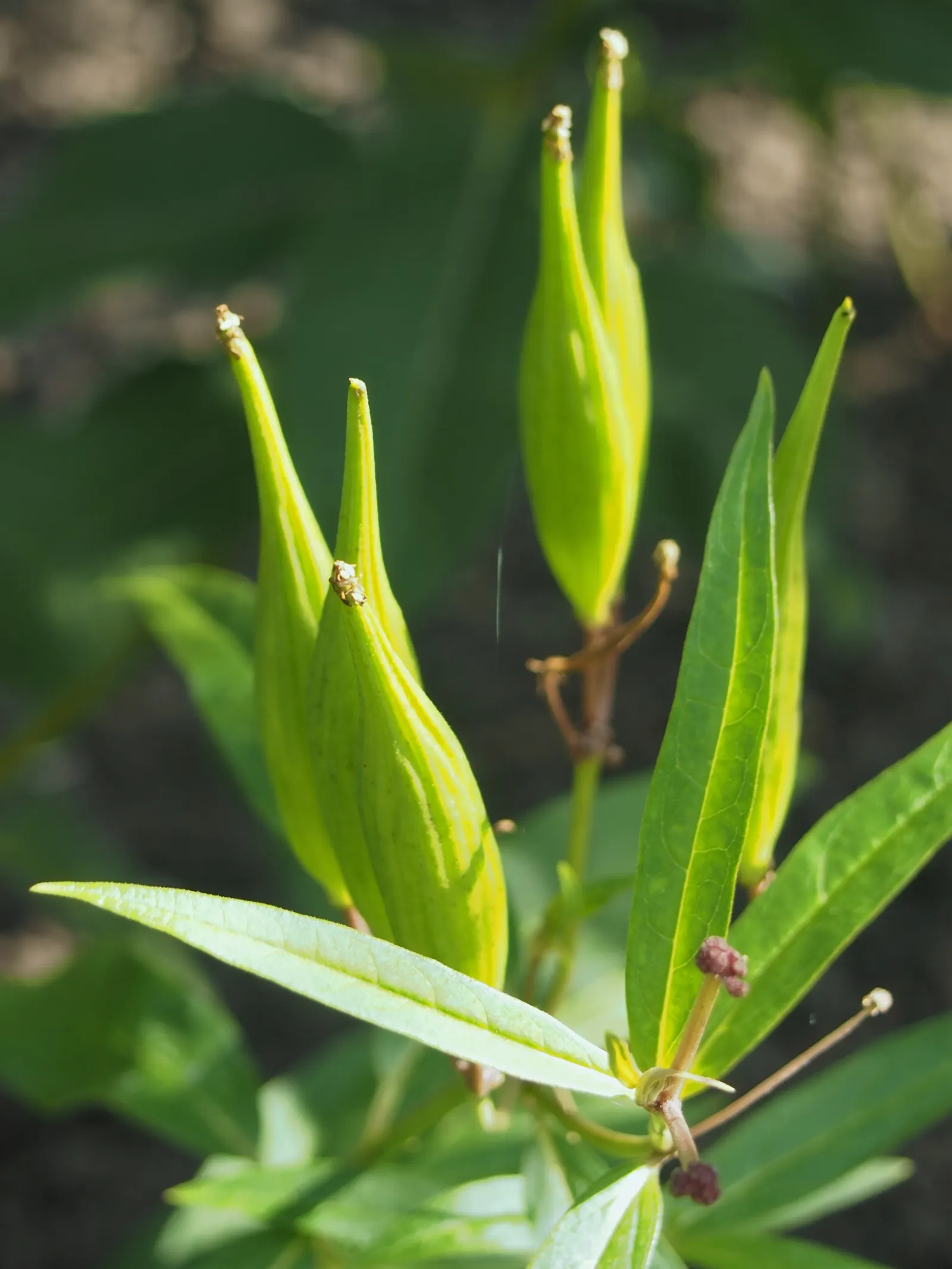 Red Milkweed (Asclepias Incarnata) — perennial with pink blooms; it is particularly noted as a larval host for the Monarch butterfly, image 155