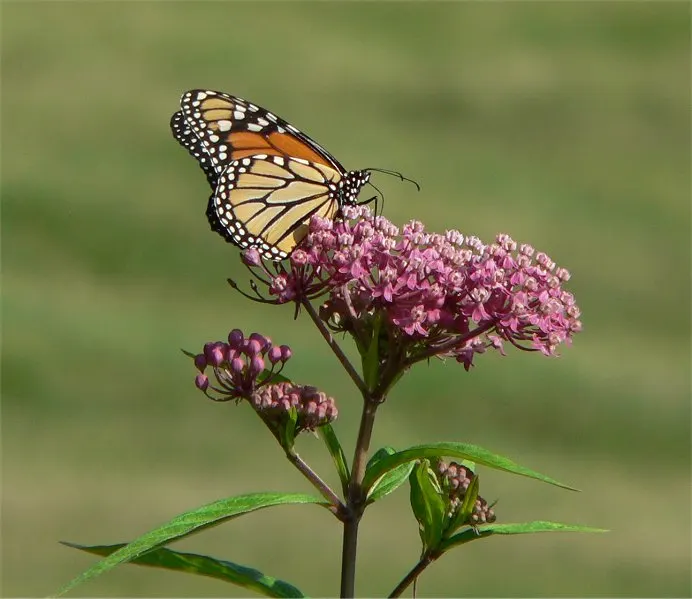 Red Milkweed (Asclepias Incarnata) — and provides vital habitat and food for their caterpillars; this plant is an excellent attractor of butterflies, image 165