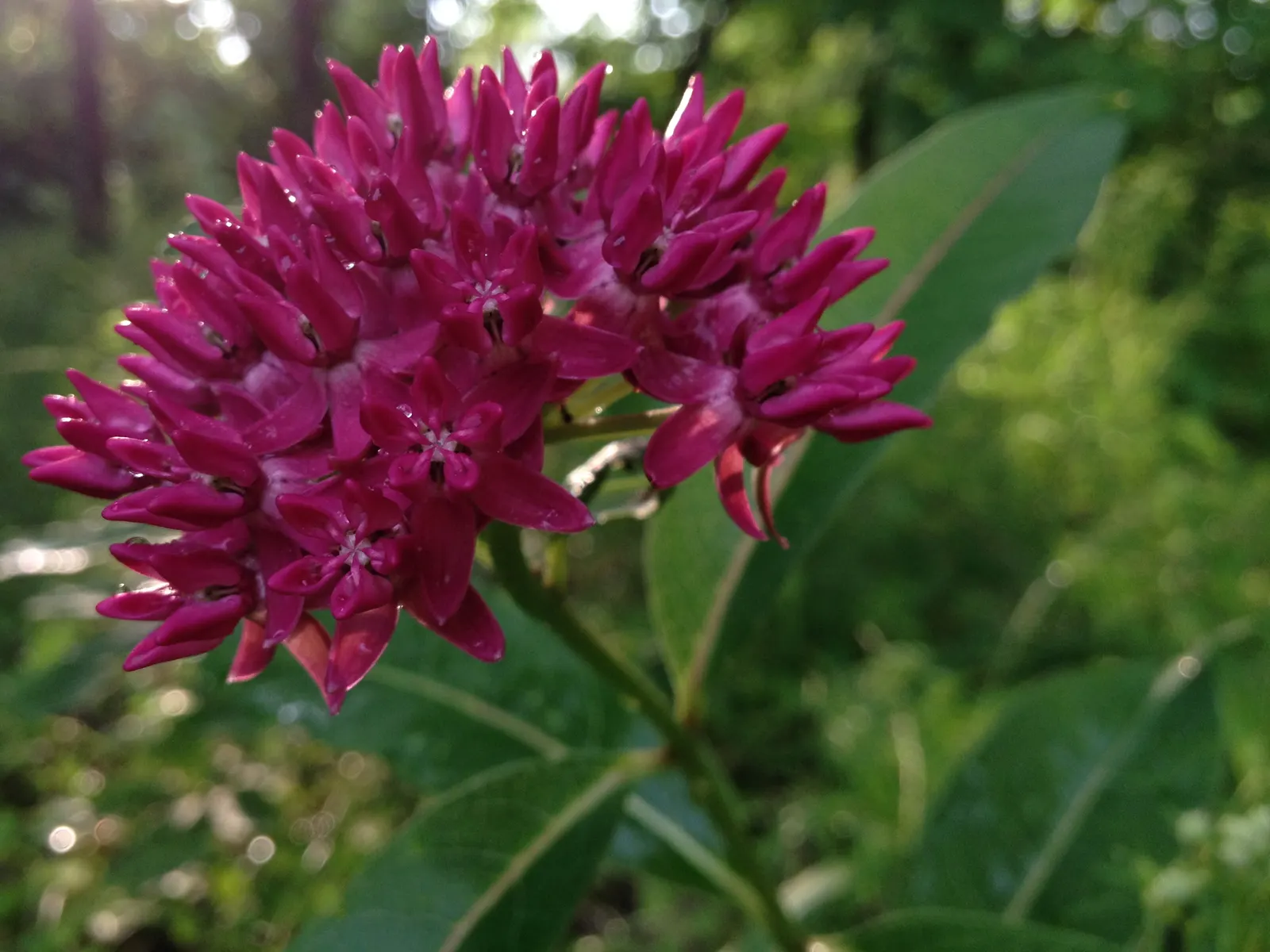 Red Milkweed (Asclepias Incarnata) — it thrives in full sun to partial shade; this upright plant typically reaches heights of 3 to 5 feet and spreads about 2