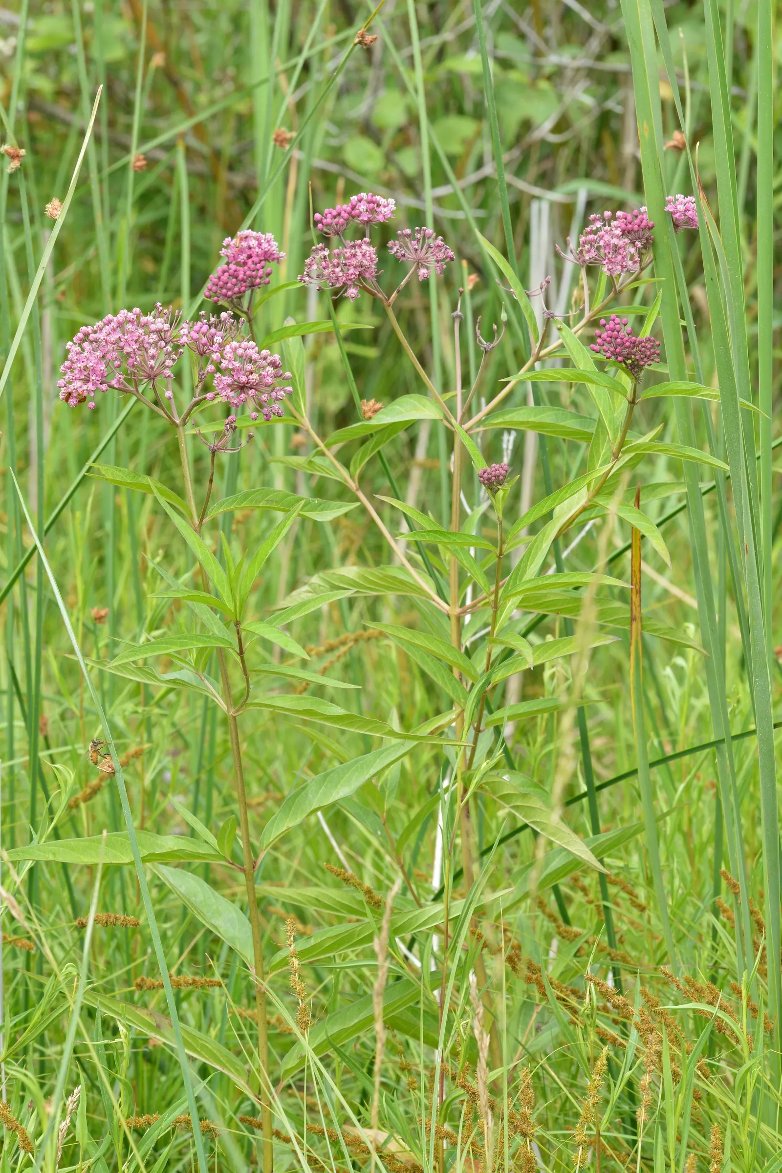 Red Milkweed (Asclepias Incarnata) — It is uniquely adaptable to various moisture conditions; celebrated for its vibrant pink to mauve clusters of, image 69