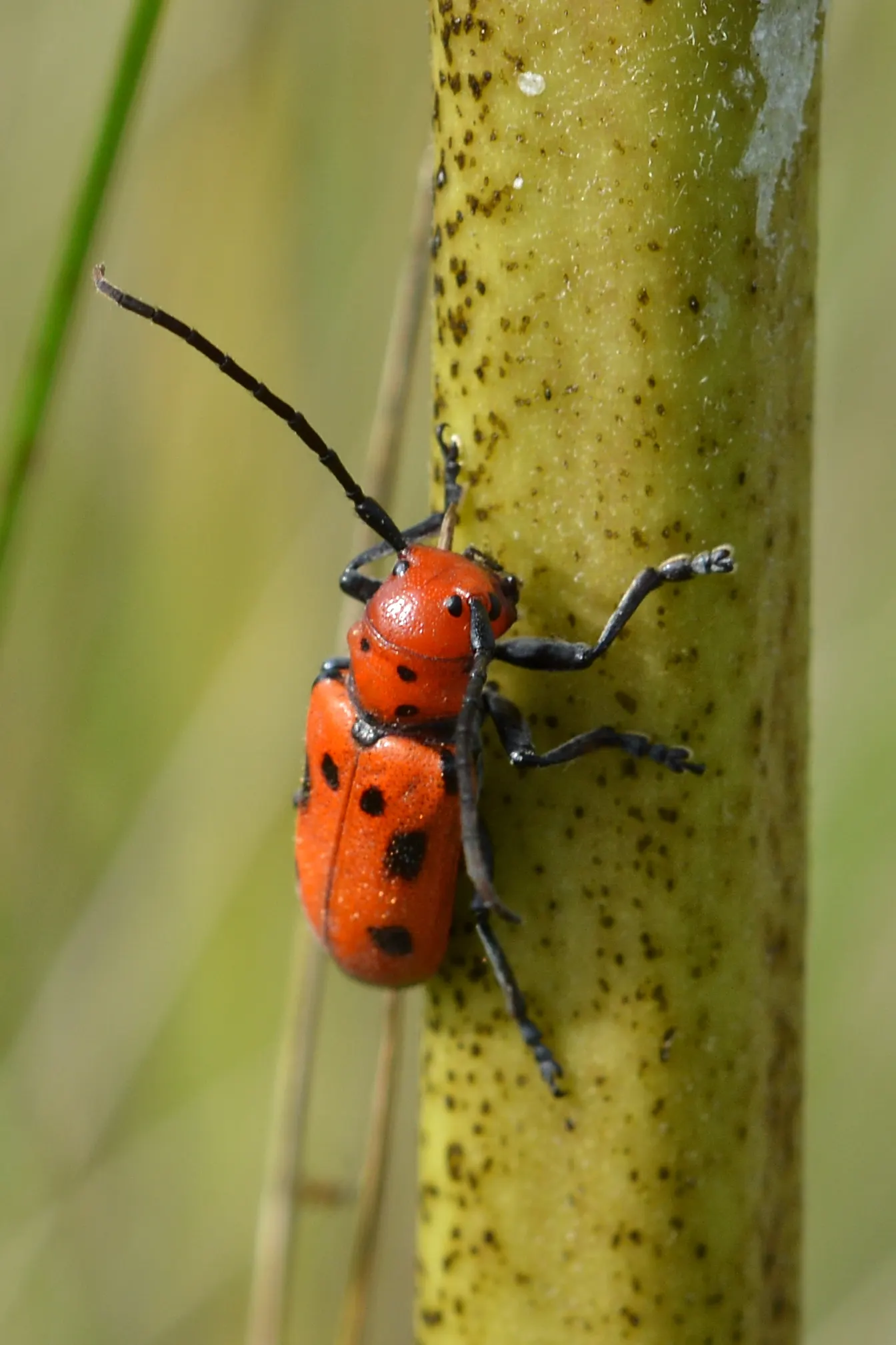 Red Milkweed (Asclepias Incarnata) — commonly known as Red Milkweed
