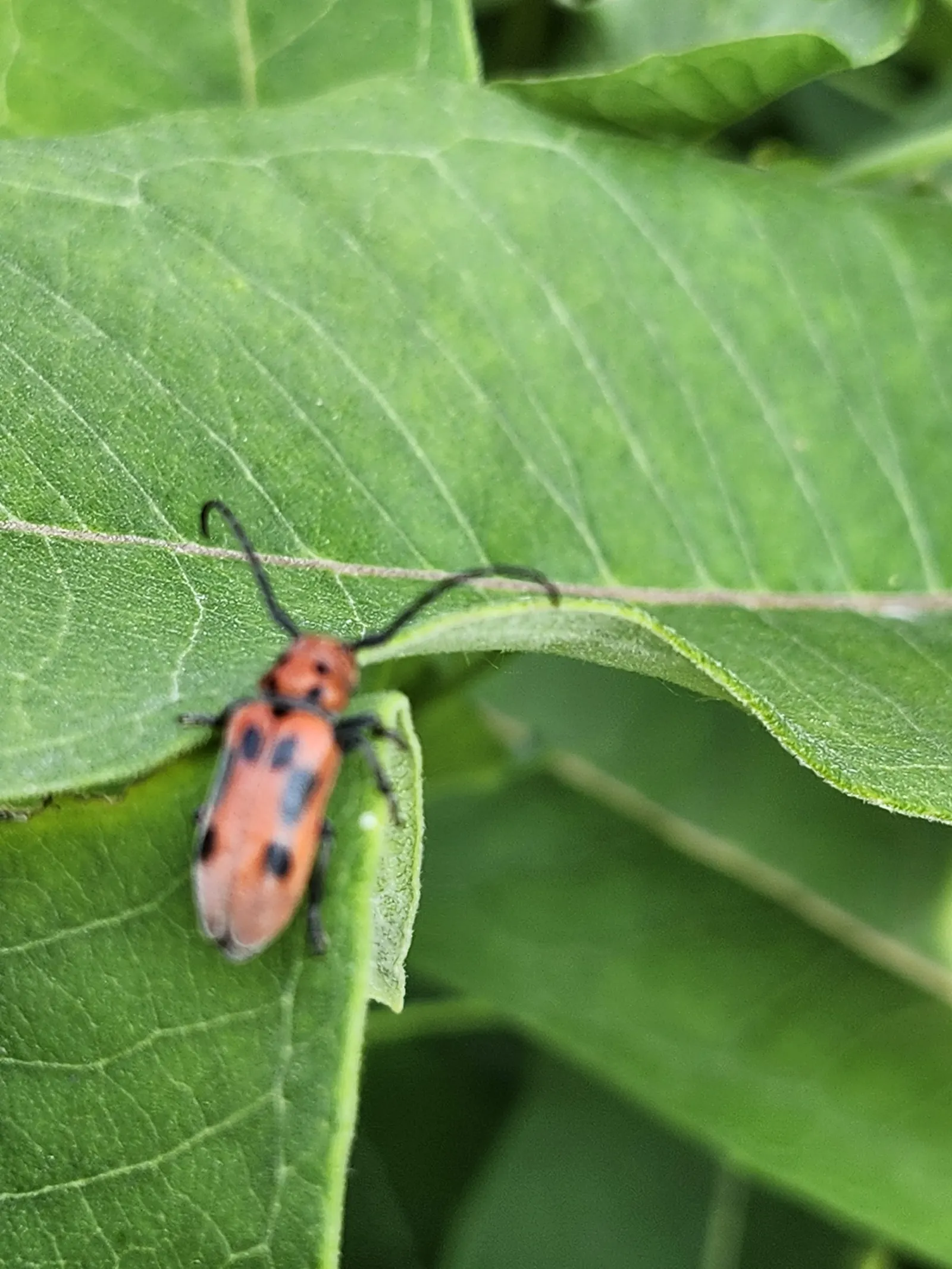 Red Milkweed (Asclepias Incarnata) — It is uniquely adaptable to various moisture conditions