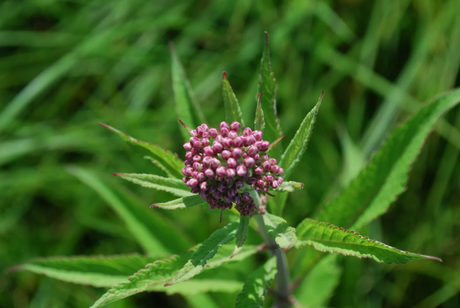 Red Milkweed (Asclepias Incarnata) — which bloom from June to August; being naturally found in wetlands, image 81