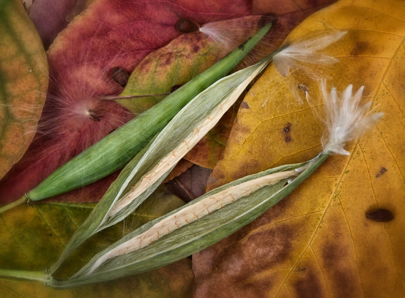 Red Milkweed (Asclepias Incarnata) — consider its ecological benefits and seasonal interest; displaying lanceolate leaves that grow up to 6 inches long