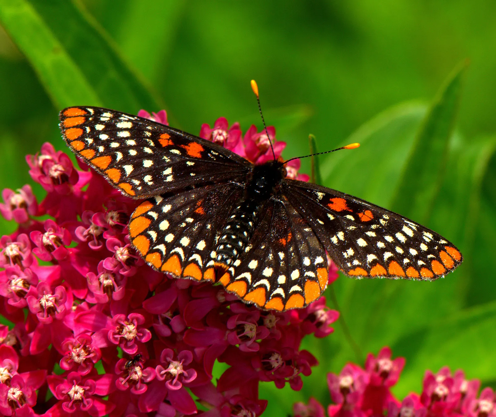 Red Milkweed (Asclepias Incarnata) — preferring moist to wet soils
