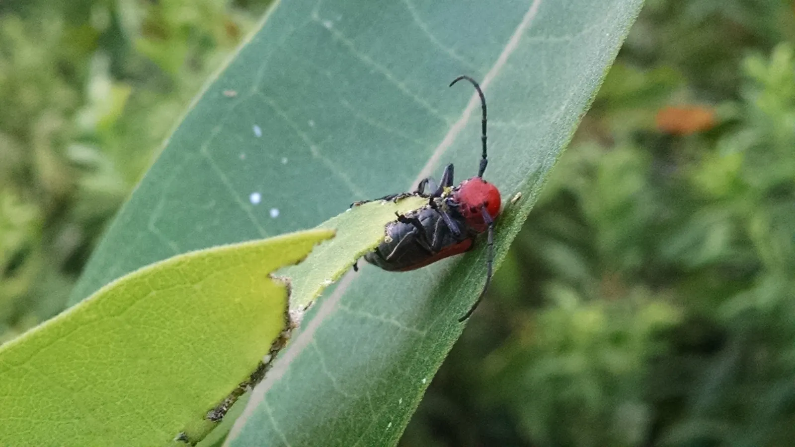 Red Milkweed (Asclepias Incarnata) — being naturally found in wetlands; it tolerates both average and moist soils, image 148
