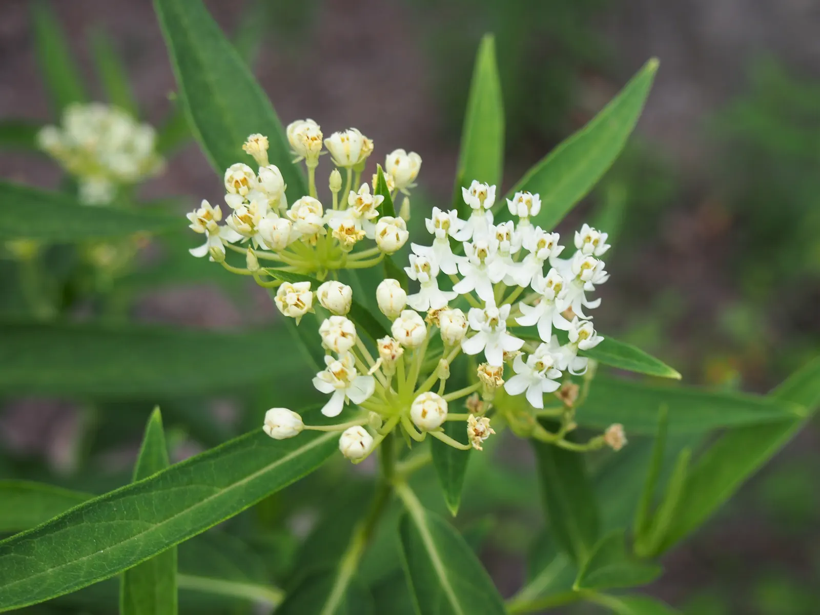 Red Milkweed (Asclepias Incarnata) — This plant is an excellent attractor of butterflies; commonly known as Red Milkweed, image 60