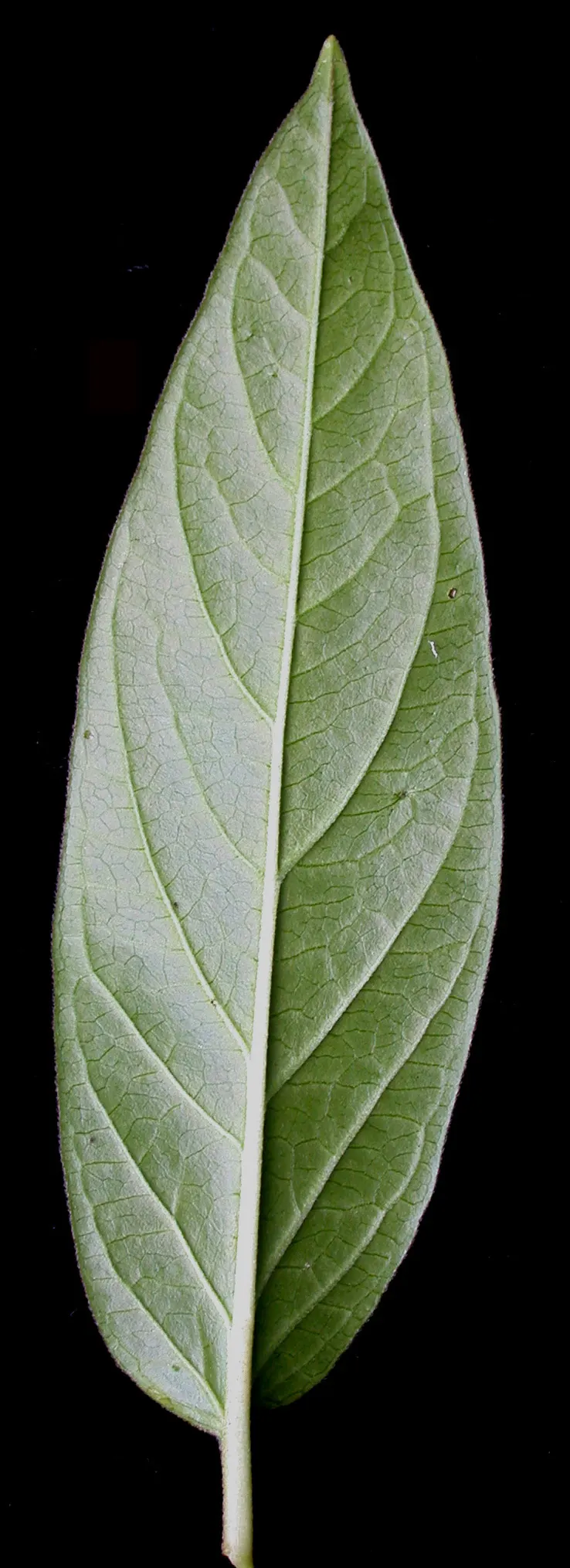 Red Milkweed (Asclepias Incarnata) — consider its ecological benefits and seasonal interest; displaying lanceolate leaves that grow up to 6 inches, image 73