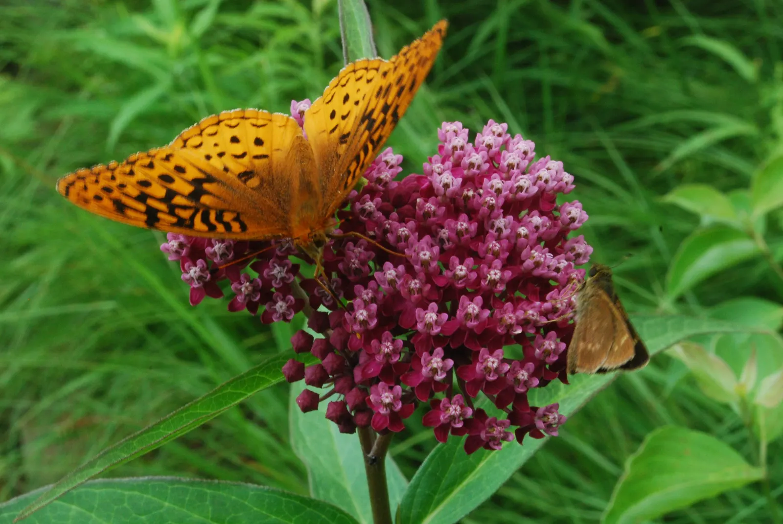 Red Milkweed (Asclepias Incarnata) — commonly known as Red Milkweed; reaching 3-4 feet in height, image 157