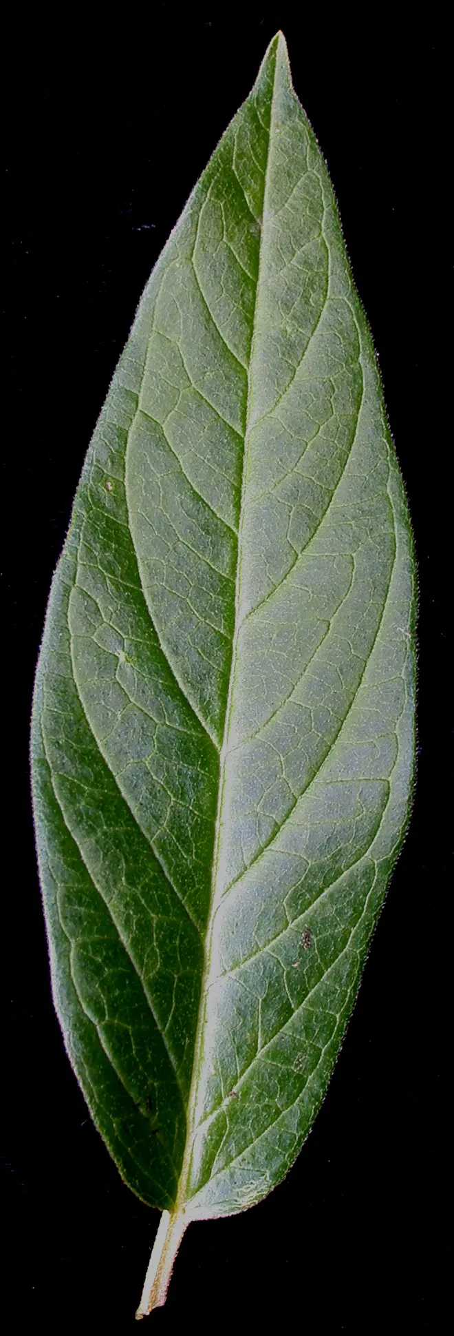 Red Milkweed (Asclepias Incarnata) — commonly known as Red Milkweed or Swamp Milkweed; serving as an attractive food source for a wide range of, image 140