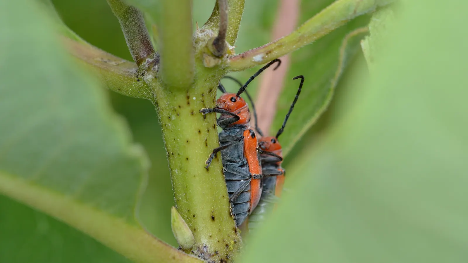 Red Milkweed (Asclepias Incarnata) — which bloom from June to August; being naturally found in wetlands, image 107