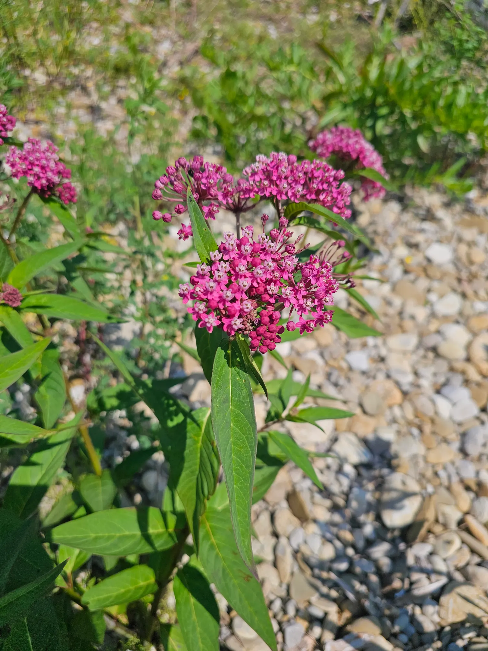 Red Milkweed (Asclepias Incarnata) — commonly known as Red Milkweed; reaching 3-4 feet in height, image 131