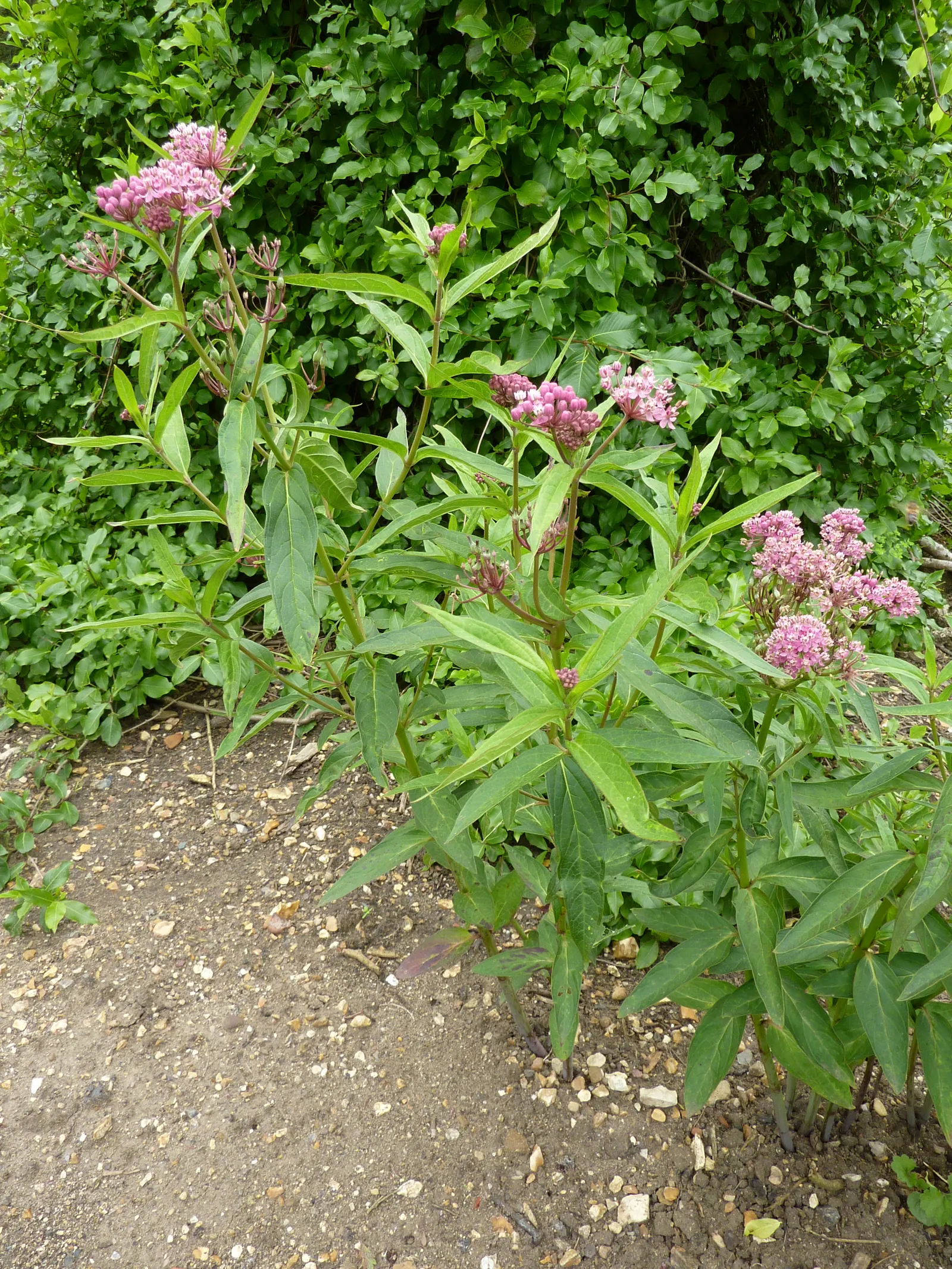 Red Milkweed (Asclepias Incarnata) — perennial for full or half; ensuring it becomes both an aesthetic focal point and an ecological asset in your, image 156