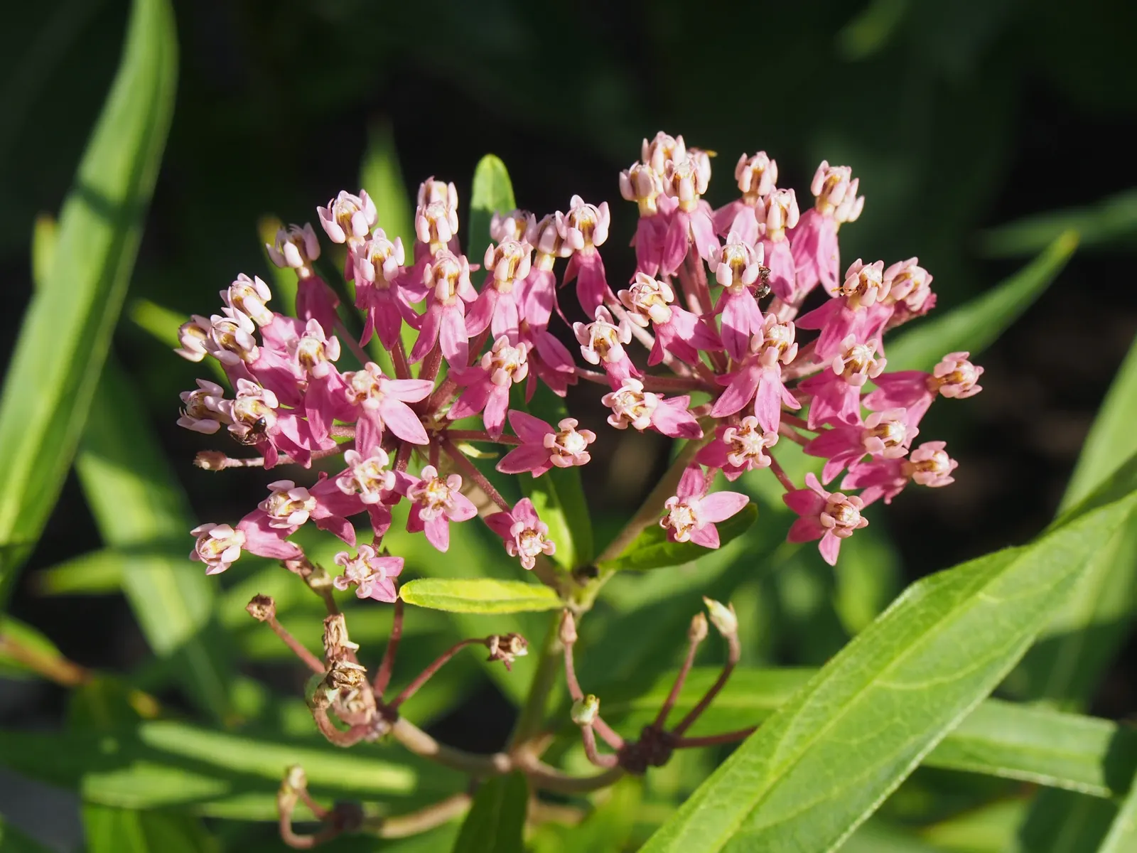 Red Milkweed (Asclepias Incarnata) — is a perennial prized for its vibrant pink to mauve clusters of flowers; is a charismatic perennial native to, image 132