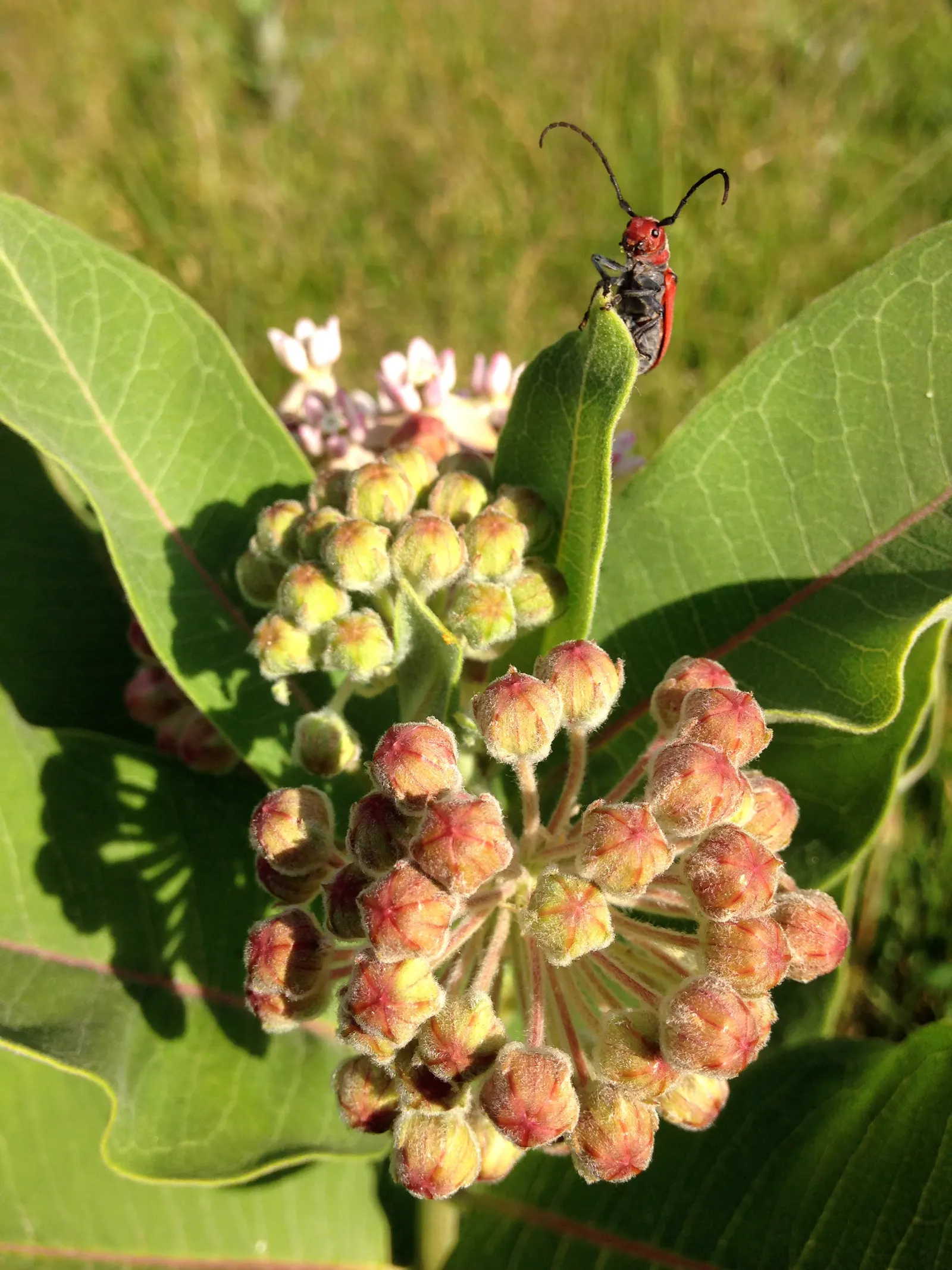 Red Milkweed (Asclepias Incarnata) — being naturally found in wetlands; it tolerates both average and moist soils, image 70