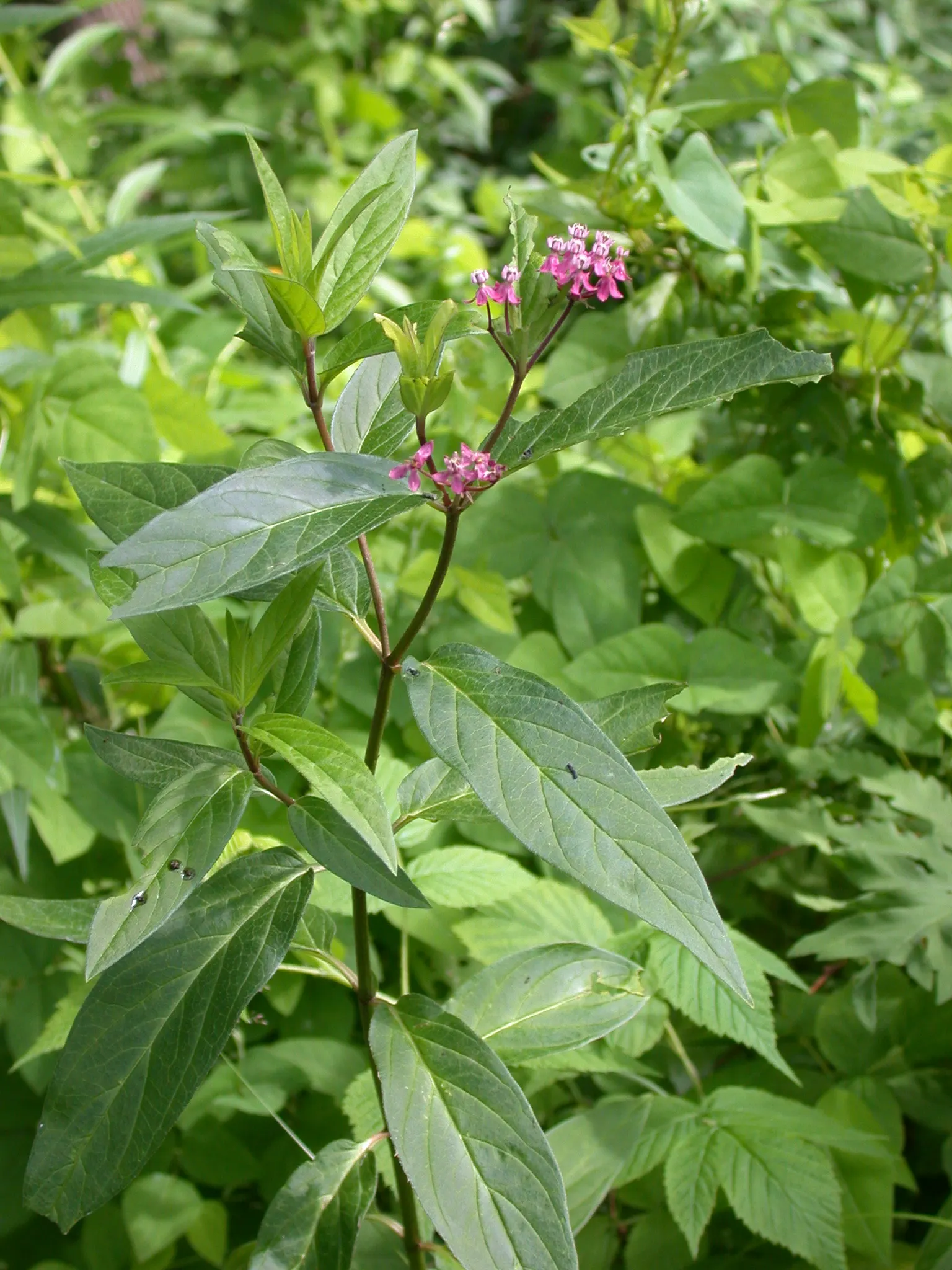 Red Milkweed (Asclepias Incarnata) — being naturally found in wetlands; it tolerates both average and moist soils, image 96