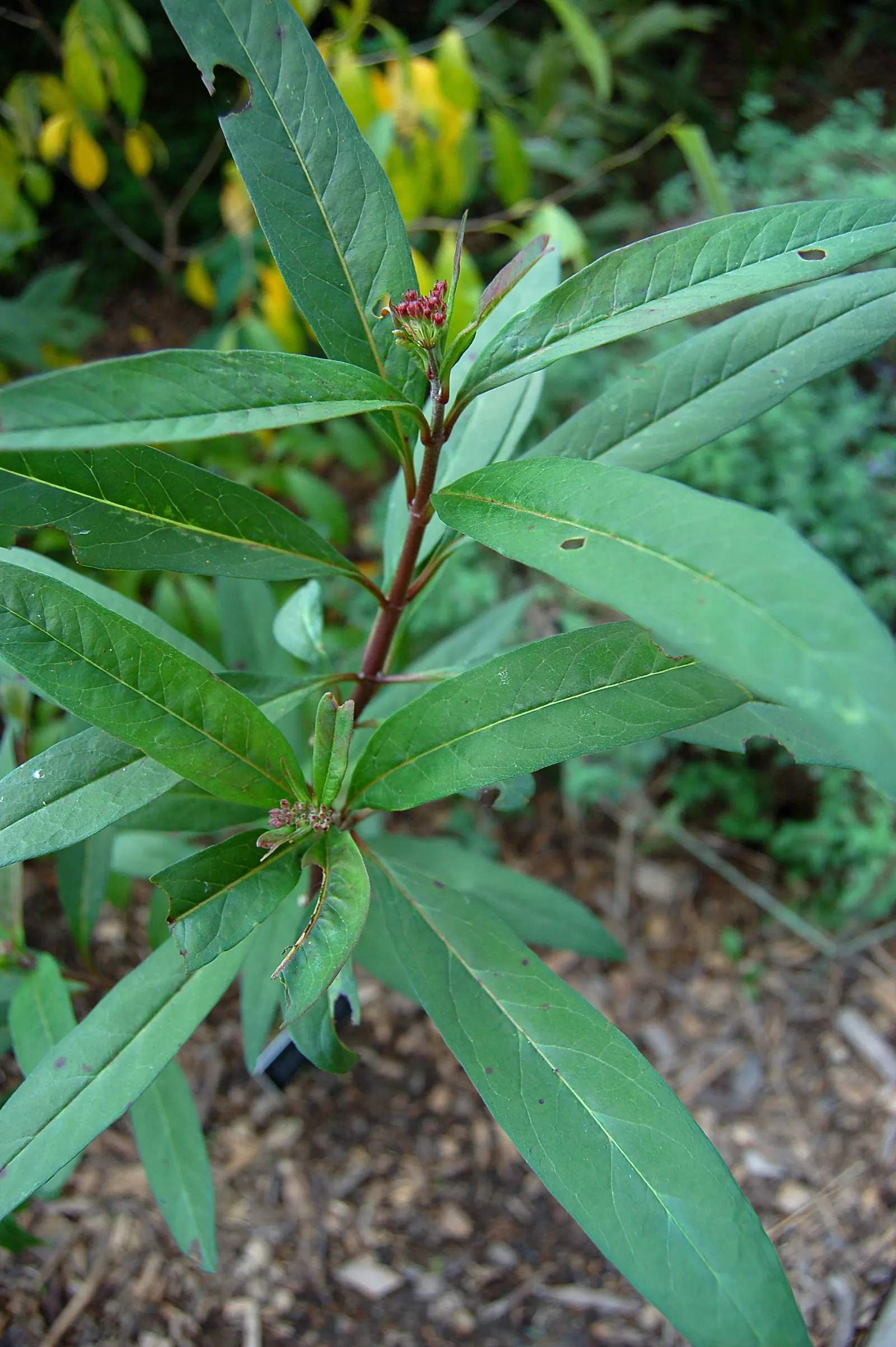 Red Milkweed (Asclepias Incarnata) — perennial for full or half; ensuring it becomes both an aesthetic focal point and an ecological asset in your, image 104