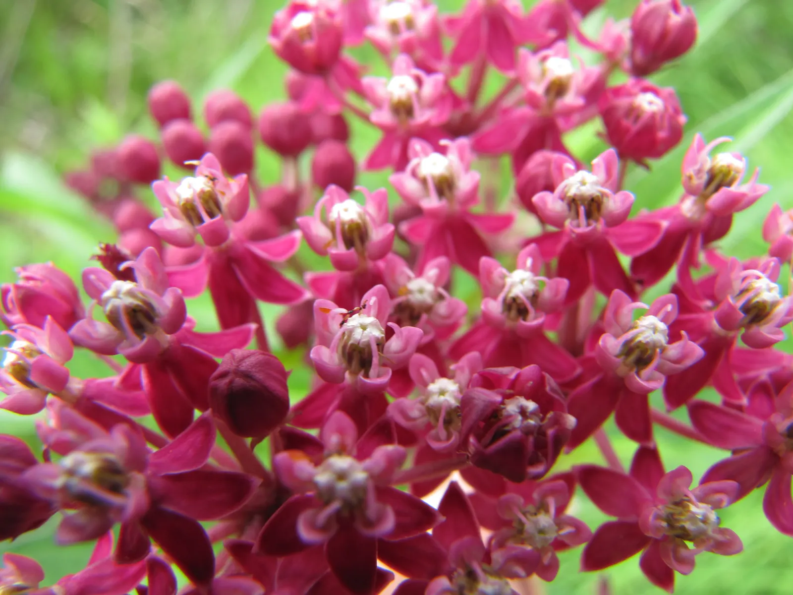 Red Milkweed (Asclepias Incarnata) — commonly known as Red Milkweed or Swamp Milkweed; serving as an attractive food source for a wide range of, image 114
