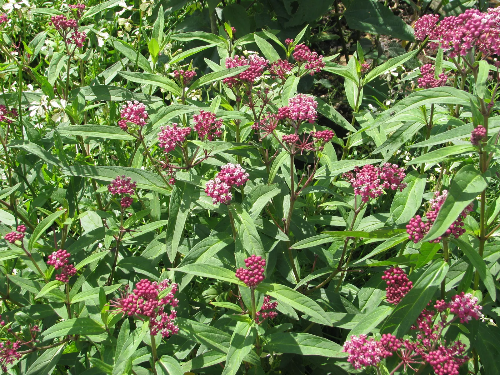 Red Milkweed (Asclepias Incarnata) — This plant is an excellent attractor of butterflies; commonly known as Red Milkweed, image 112