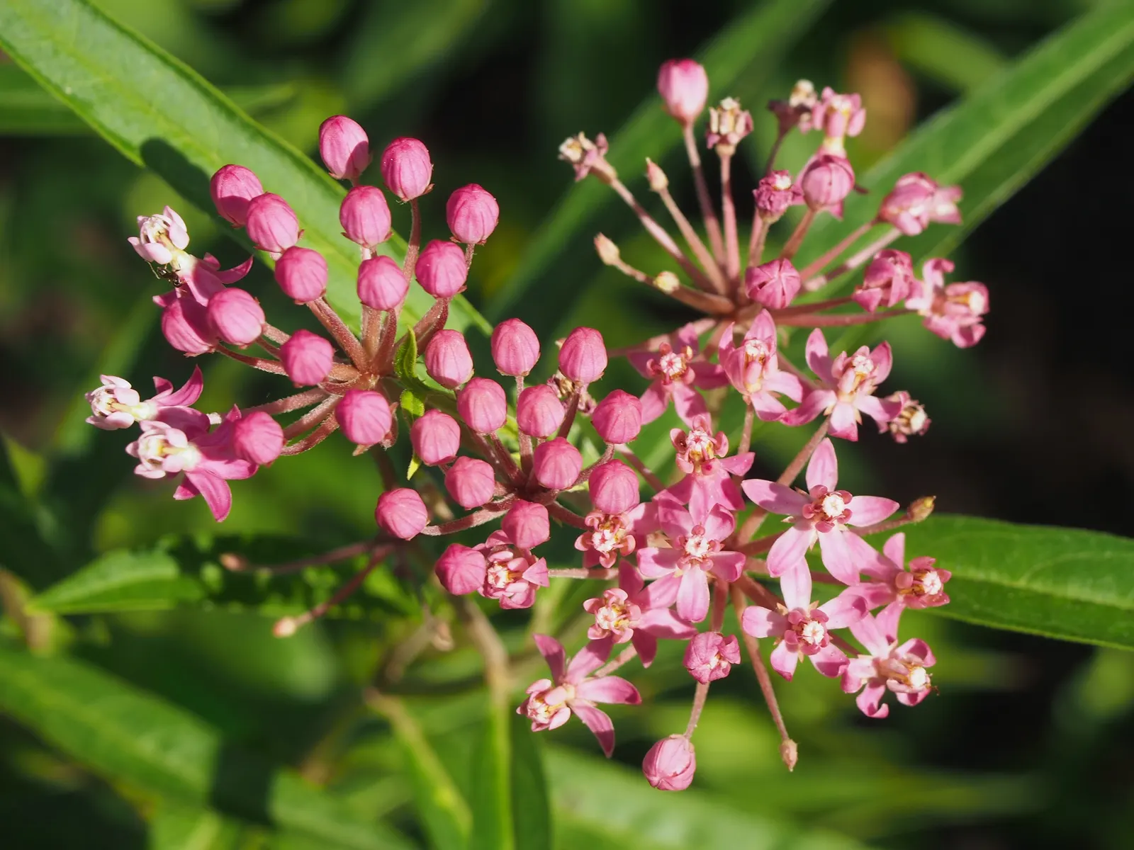 Red Milkweed (Asclepias Incarnata) — This upright plant typically reaches heights of 3 to 5 feet and spreads about 2 to 3 feet wide