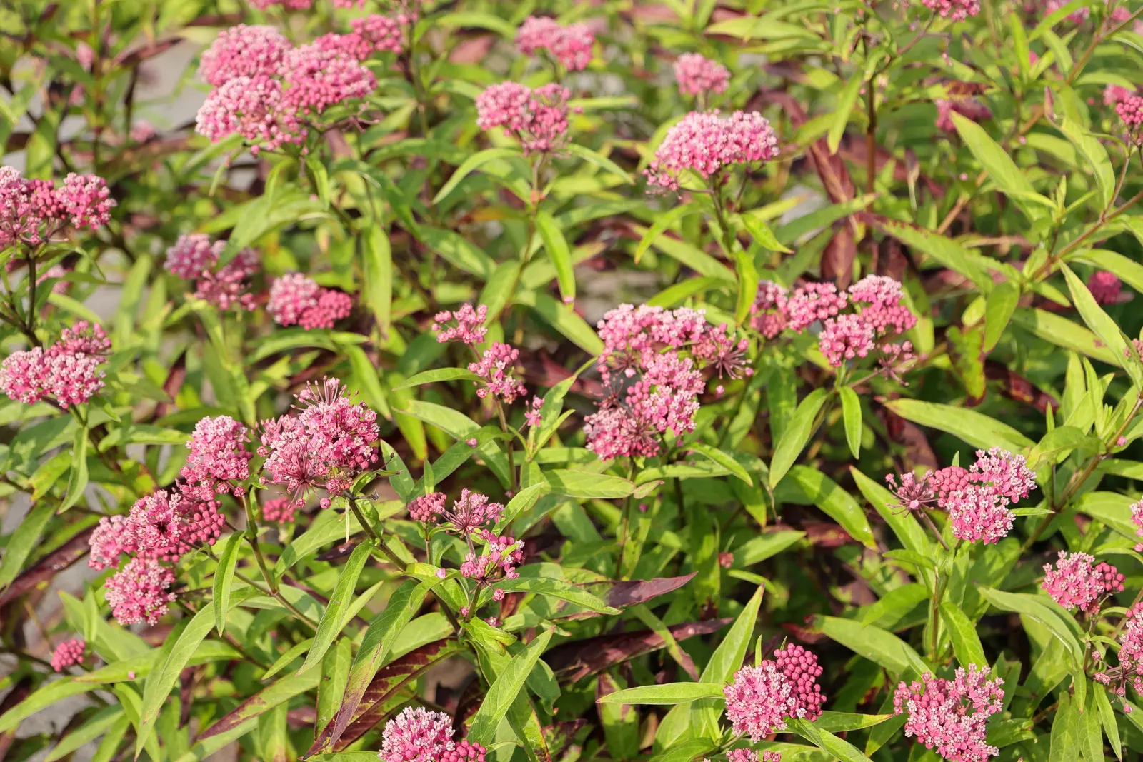 Red Milkweed (Asclepias Incarnata) — and provides vital habitat and food for their caterpillars; this plant is an excellent attractor of butterflies, image 113