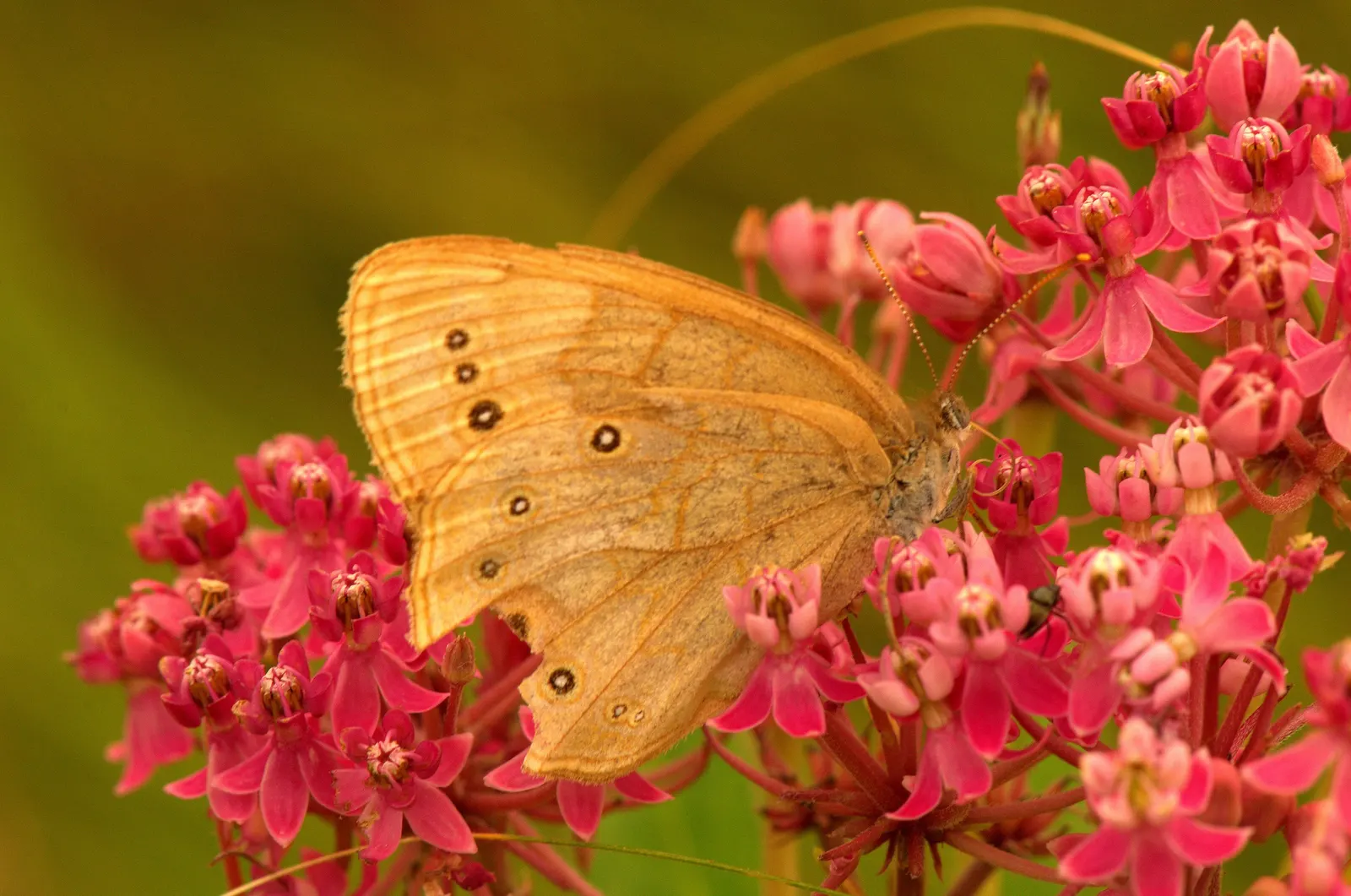 Red Milkweed (Asclepias Incarnata) — Put it in a position where its showy flowers and associated wildlife can be observed and enjoyed