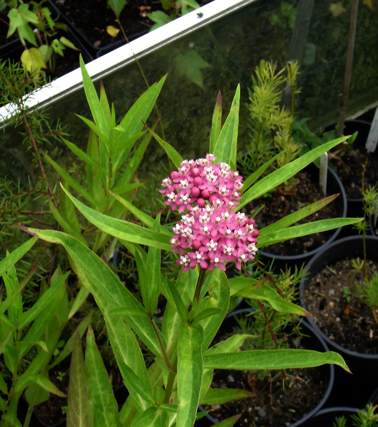 Red Milkweed (Asclepias Incarnata) — it tolerates both average and moist soils; perennial for full or half