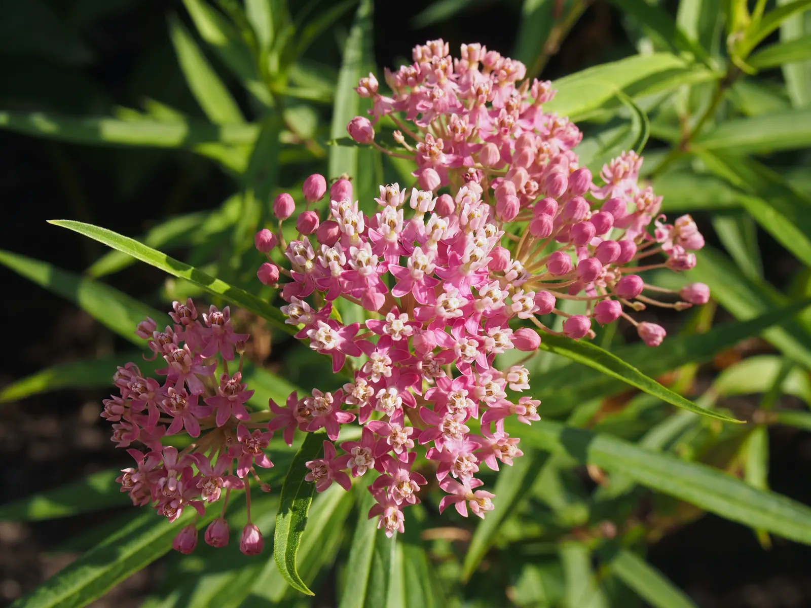 Red Milkweed (Asclepias Incarnata) — displaying lanceolate leaves that grow up to 6 inches long; it is uniquely adaptable to various moisture, image 144