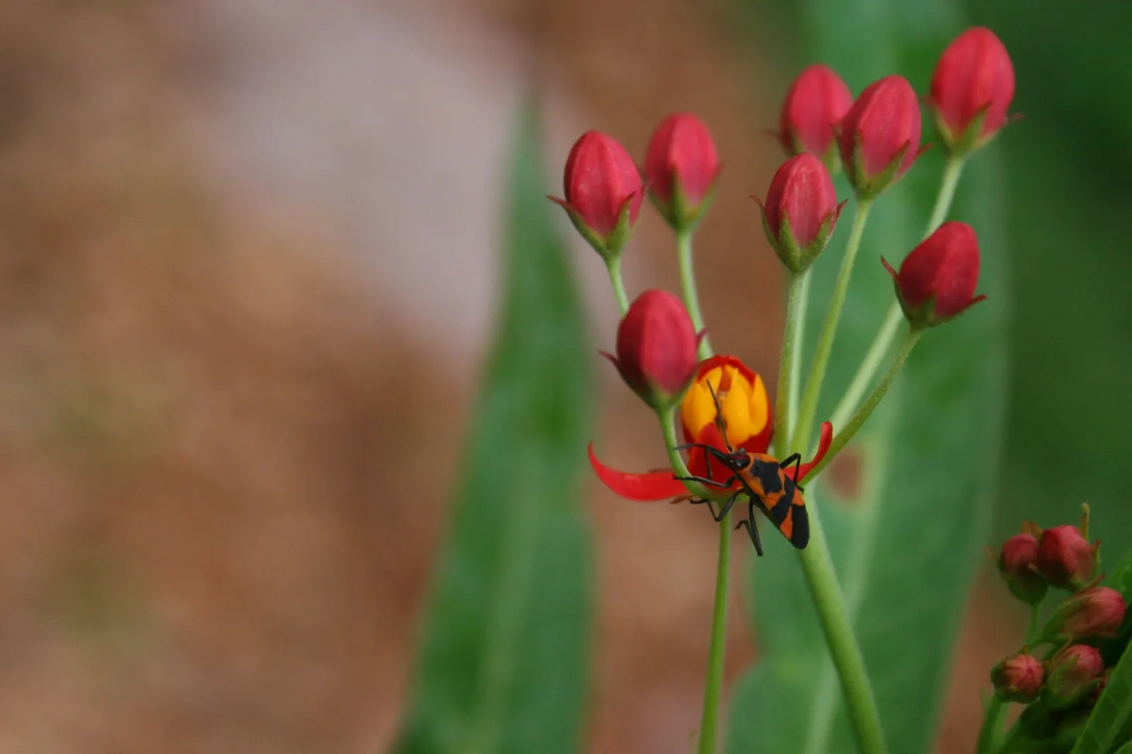 Red Milkweed (Asclepias Incarnata) — and can even endure occasional flooding; preferring moist to wet soils, image 124