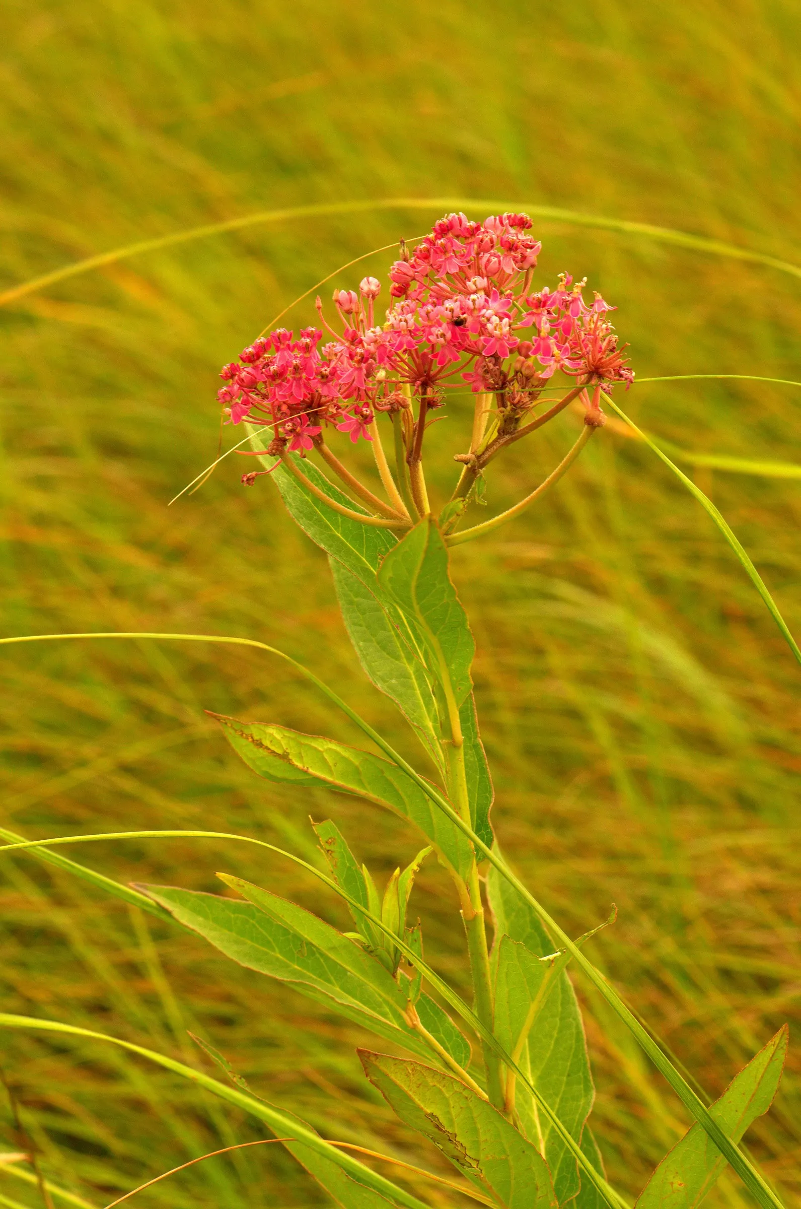 Red Milkweed (Asclepias Incarnata) — It is particularly noted as a larval host for the Monarch butterfly; with a spread of 2-3 feet, image 94