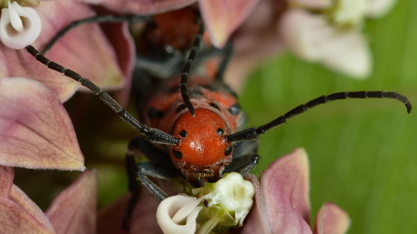 Red Milkweed (Asclepias Incarnata) — is a charismatic perennial native to North America; put it in a position where its showy flowers and, image 89