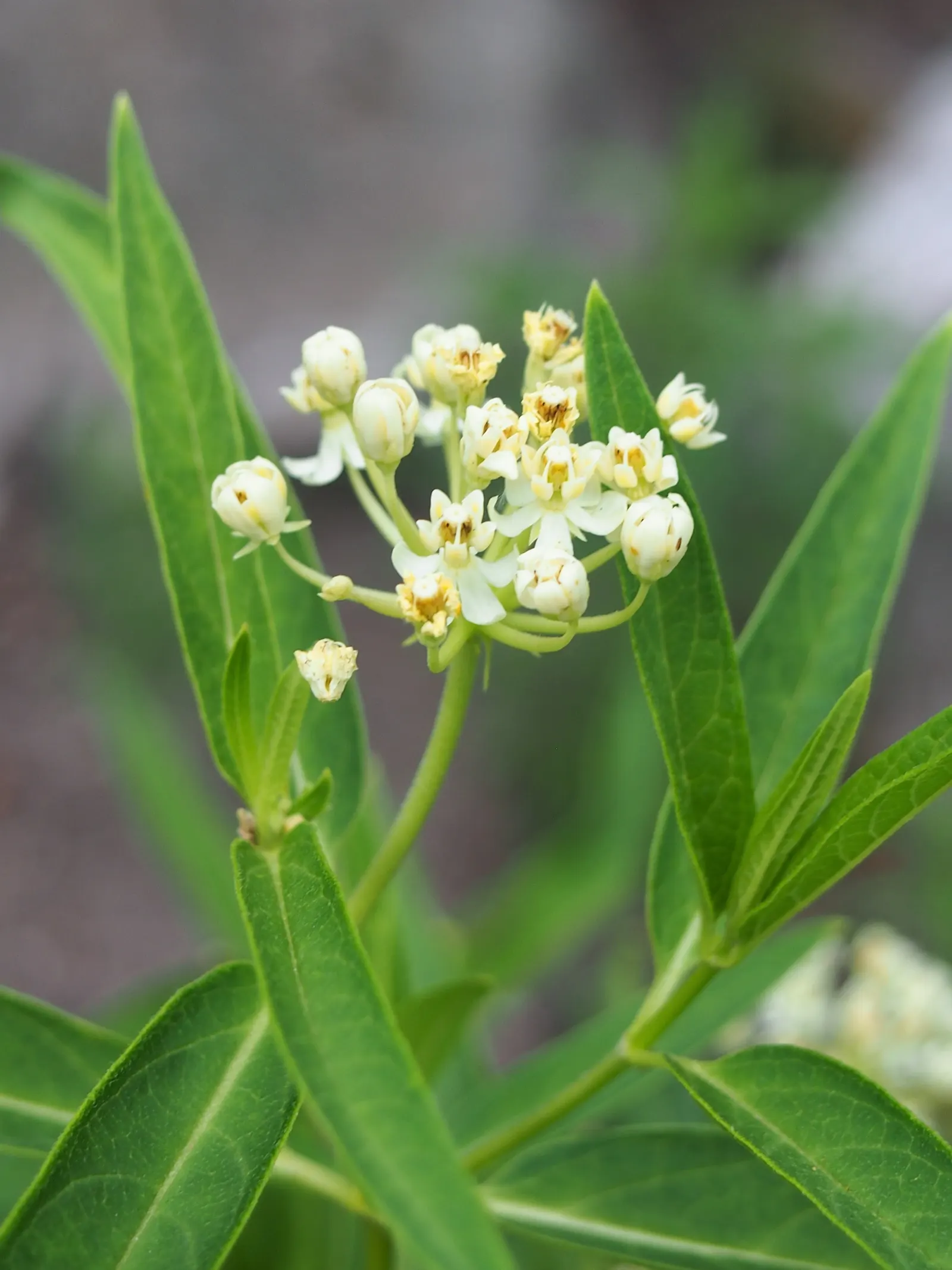 Red Milkweed (Asclepias Incarnata) — ensuring it becomes both an aesthetic focal point and an ecological asset in your client's garden