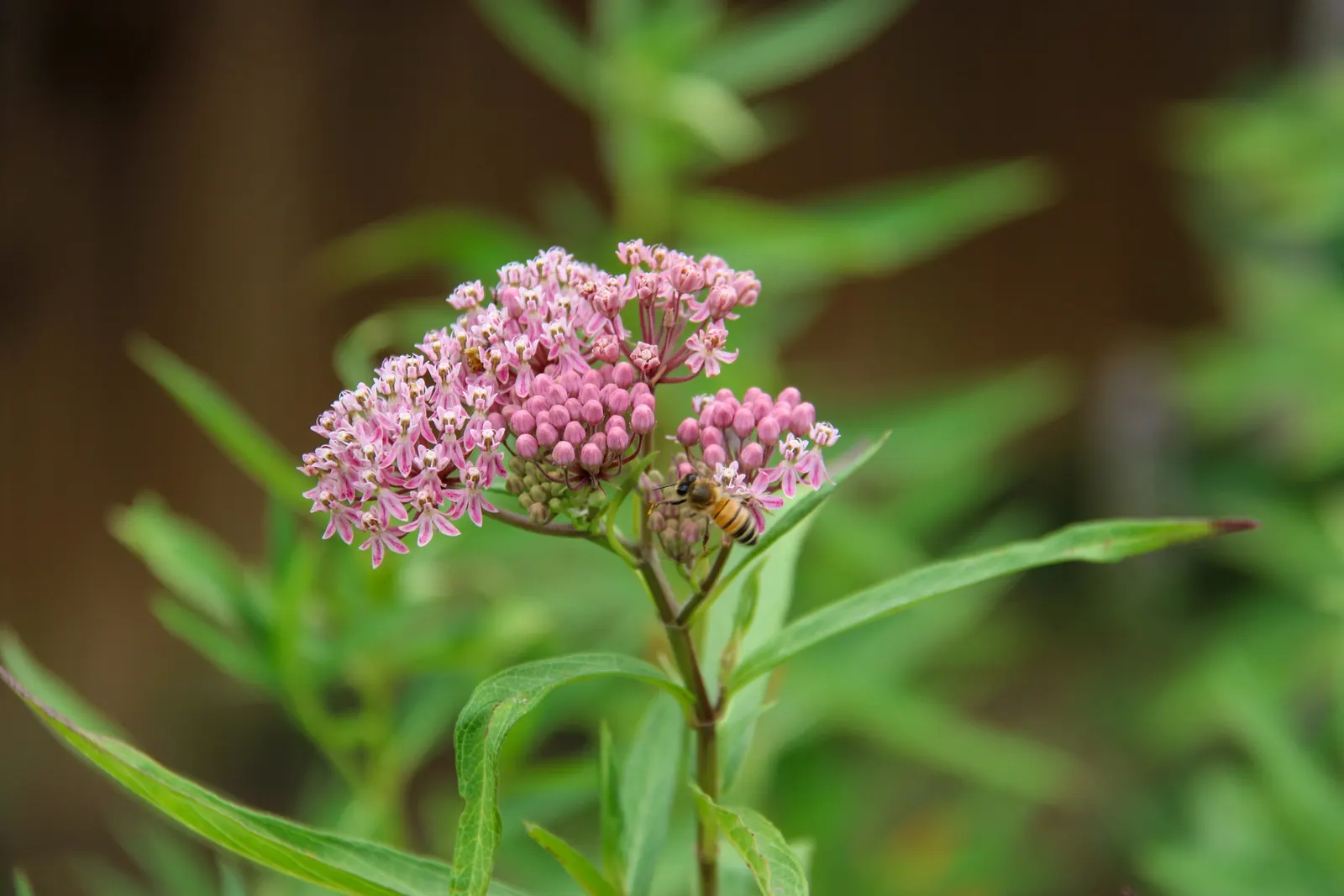 Red Milkweed (Asclepias Incarnata) — consider its ecological benefits and seasonal interest