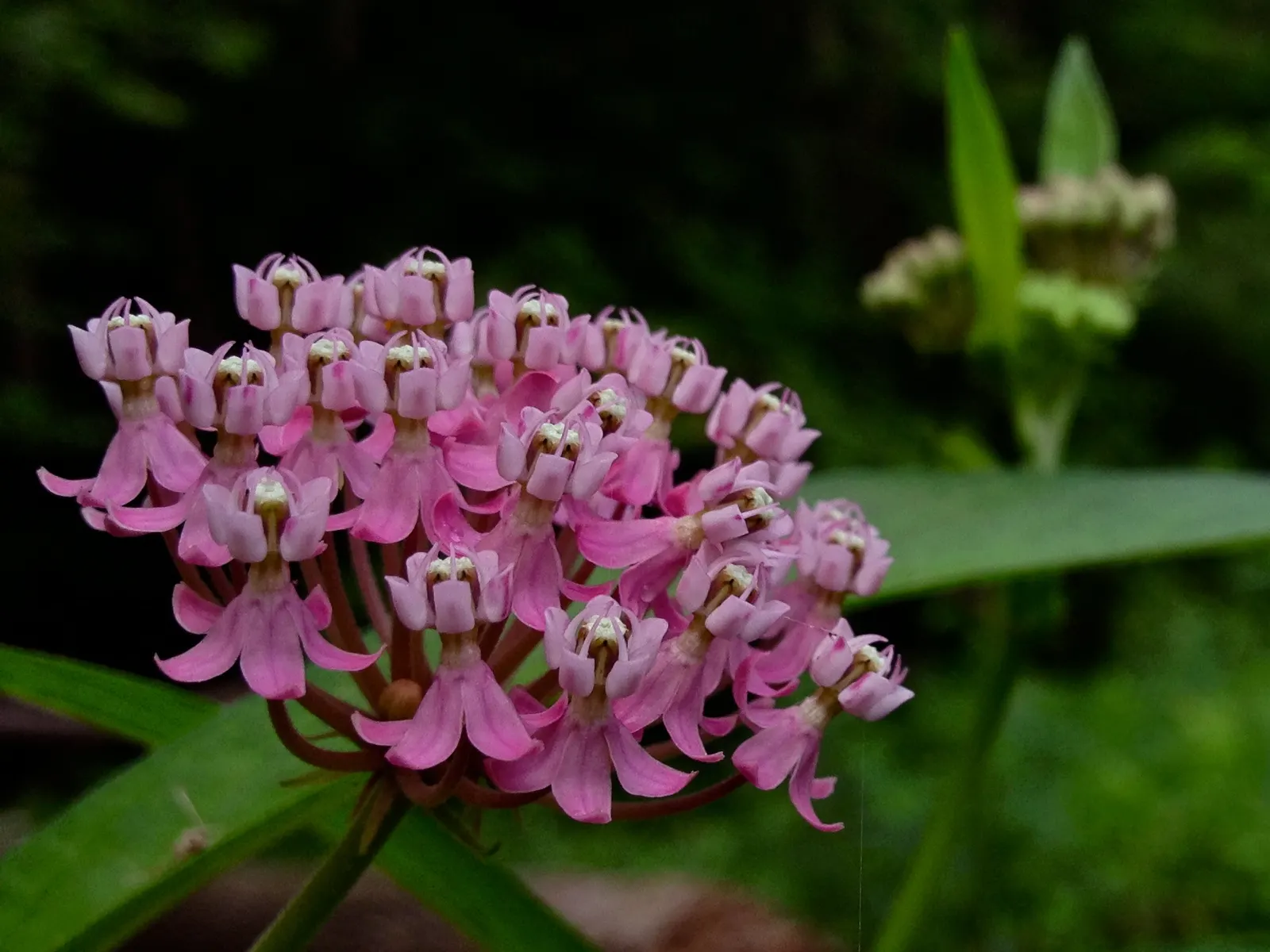 Red Milkweed (Asclepias Incarnata) — and can even endure occasional flooding; preferring moist to wet soils, image 72