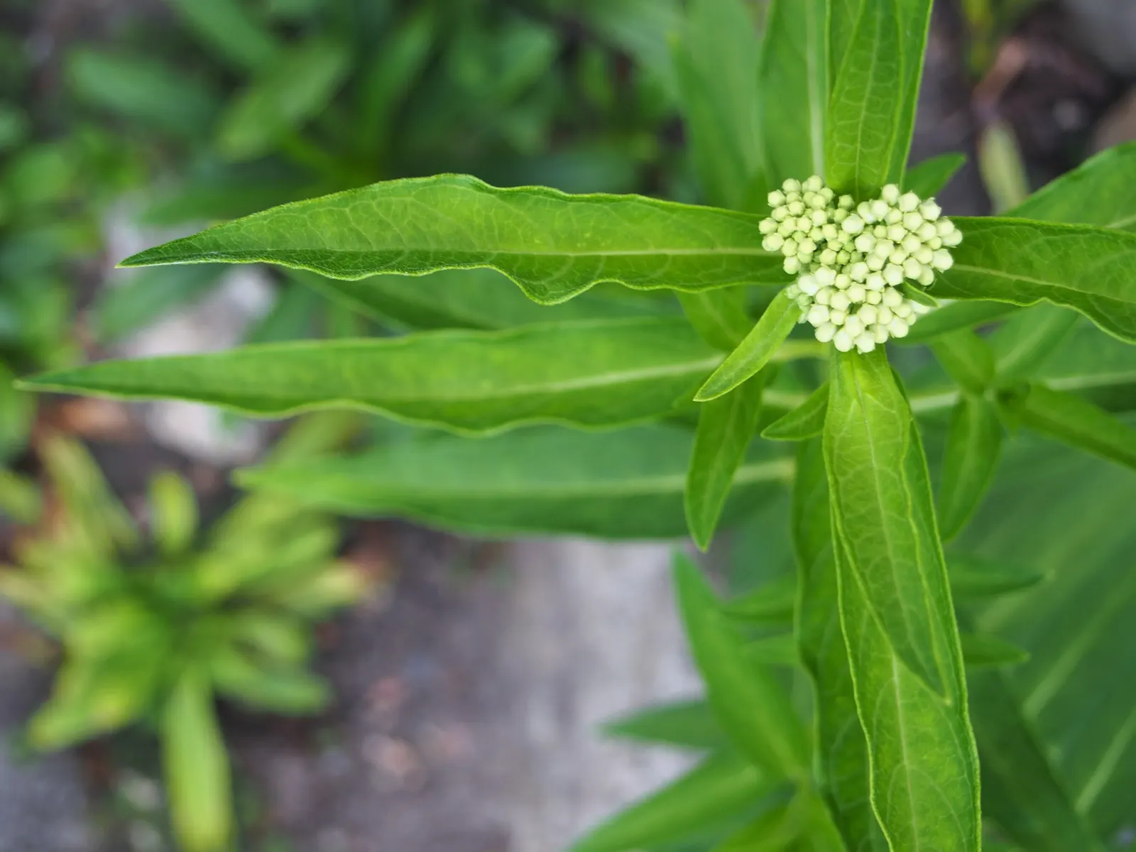 Red Milkweed (Asclepias Incarnata) — being naturally found in wetlands; it tolerates both average and moist soils