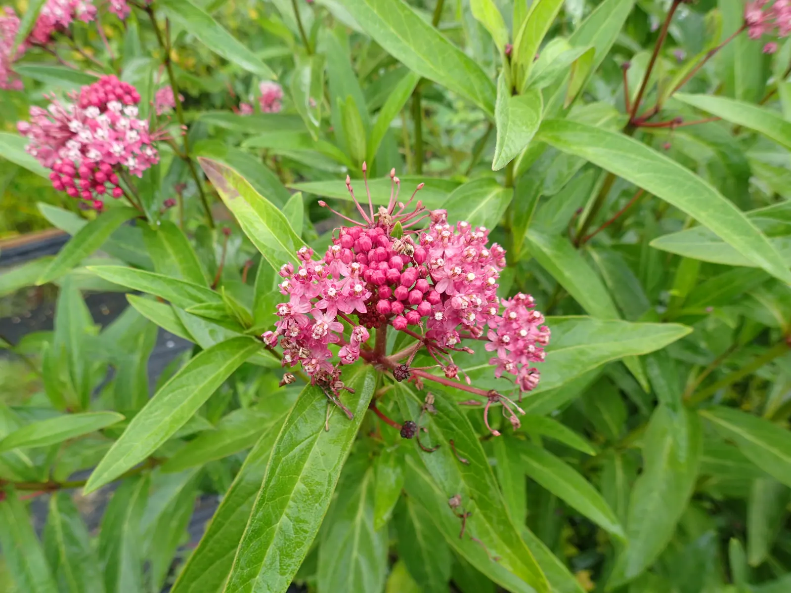 Red Milkweed (Asclepias Incarnata) — commonly known as Red Milkweed or Swamp Milkweed; serving as an attractive food source for a wide range of, image 88
