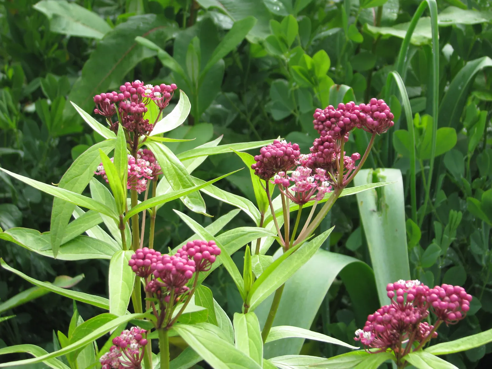 Red Milkweed (Asclepias Incarnata) — This plant is an excellent attractor of butterflies; commonly known as Red Milkweed, image 138