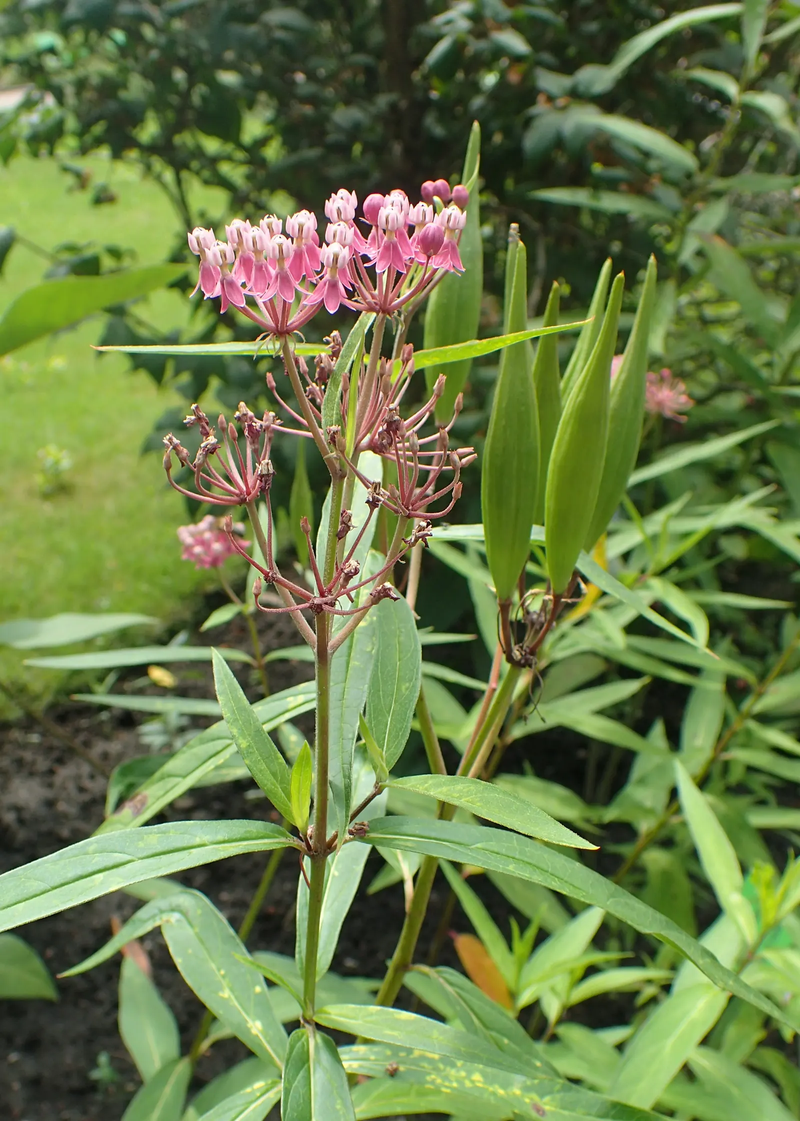 Red Milkweed (Asclepias Incarnata) — pink flowers in the garden; and provides vital habitat and food for their caterpillars, image 154