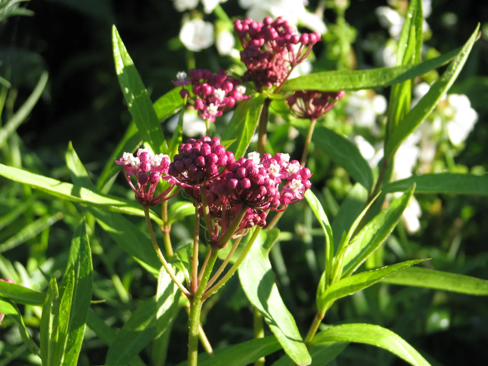 Red Milkweed (Asclepias Incarnata) — and provides vital habitat and food for their caterpillars; this plant is an excellent attractor of butterflies, image 61