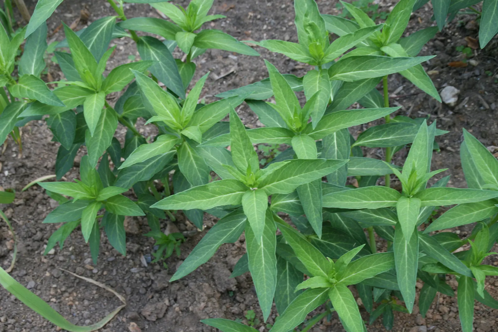 Red Milkweed (Asclepias Incarnata) — It is uniquely adaptable to various moisture conditions; celebrated for its vibrant pink to mauve clusters of, image 95