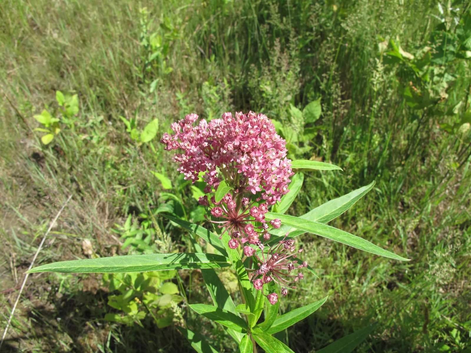 Red Milkweed (Asclepias Incarnata) — Reaching 3-4 feet in height; perennial with pink blooms, image 134