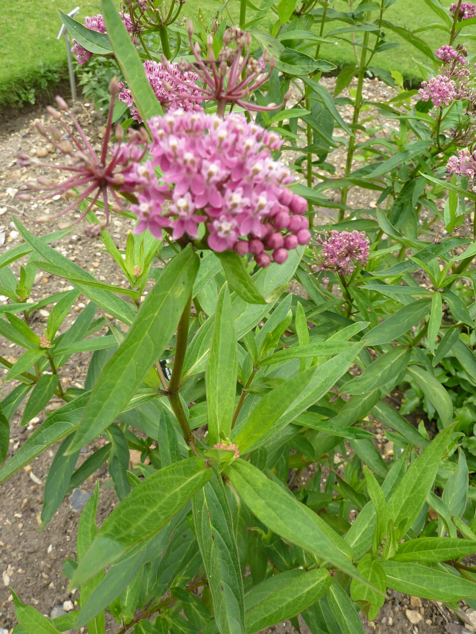 Red Milkweed (Asclepias Incarnata) — This plant is an excellent attractor of butterflies; commonly known as Red Milkweed, image 164