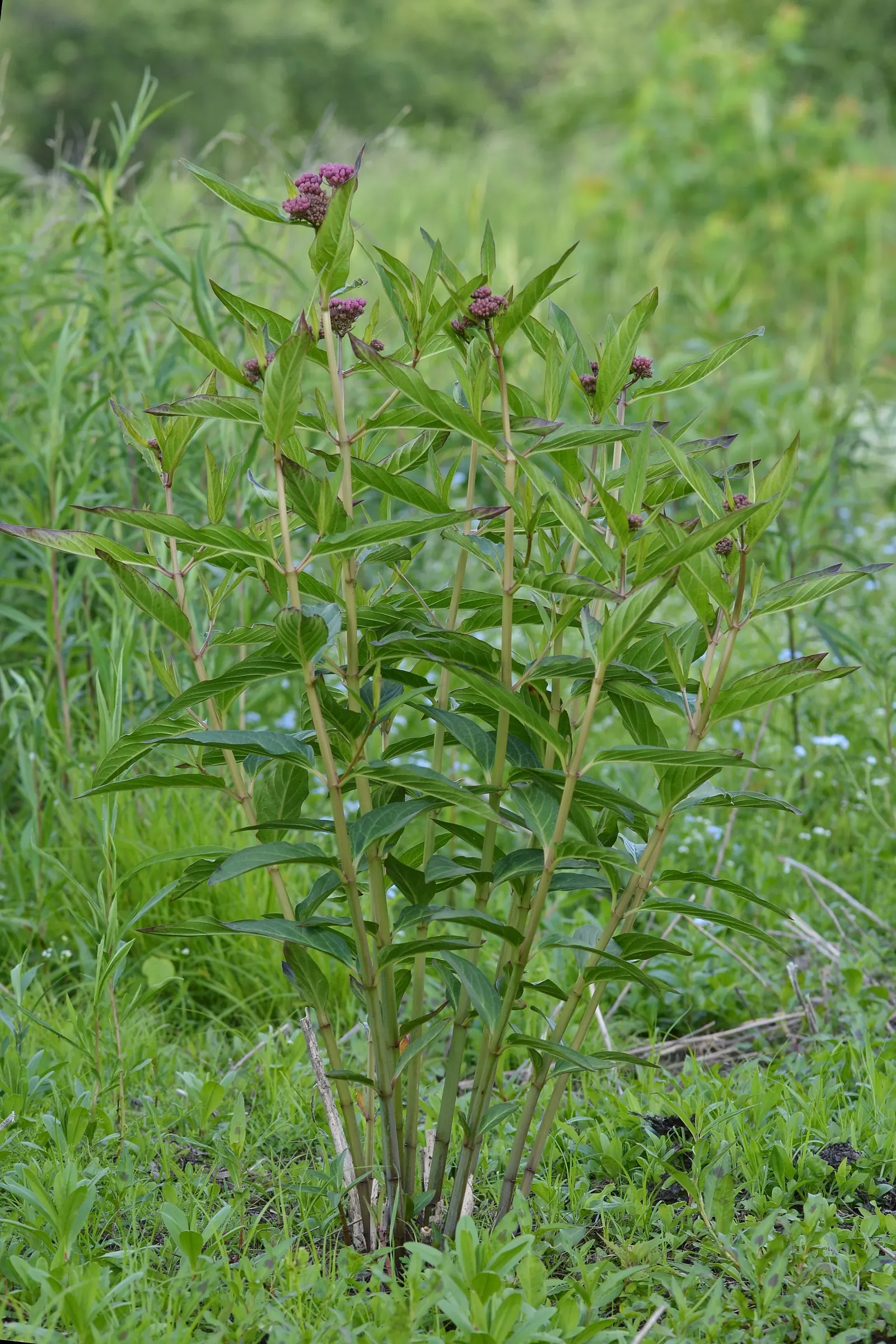 Red Milkweed (Asclepias Incarnata) — perennial for full or half